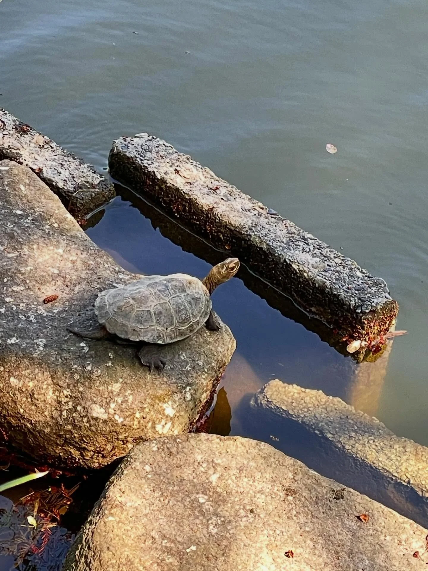 Some of the local wildlife at Shakujii Koen in Tokyo. 
The heron put on a good show for the visitors, such a good fisherman! 😂

#tokyo
#japan
#nature
#terrapin #heron
