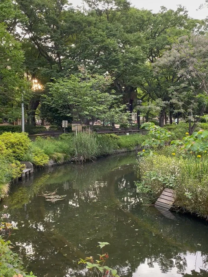 A beautiful local park here in Tokyo!

Japan has some truly stunning nature but in the concrete jungle that is Tokyo it can only be experienced in small pockets...

A turn off the main road, down a narrow street, you almost feel as if you have slippe