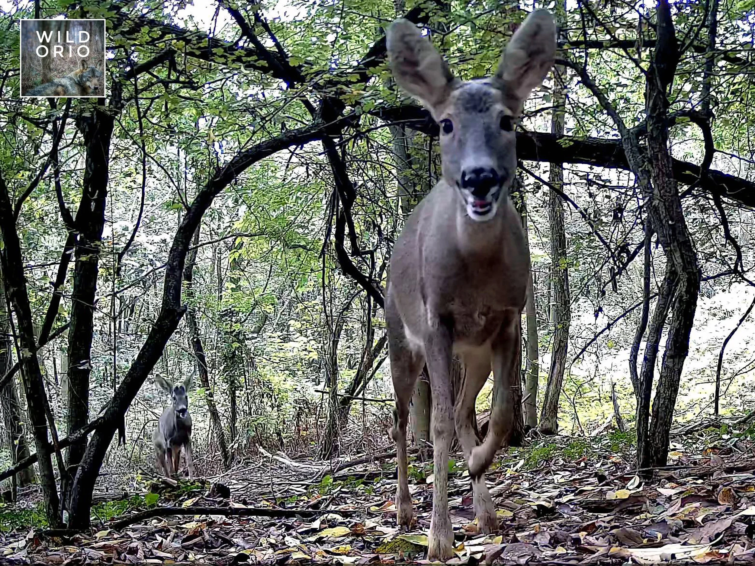 Siamo online! 01/01/2026
