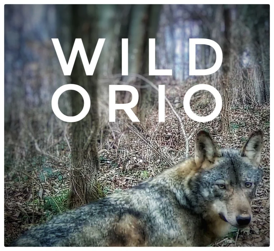 WILD ORIO 