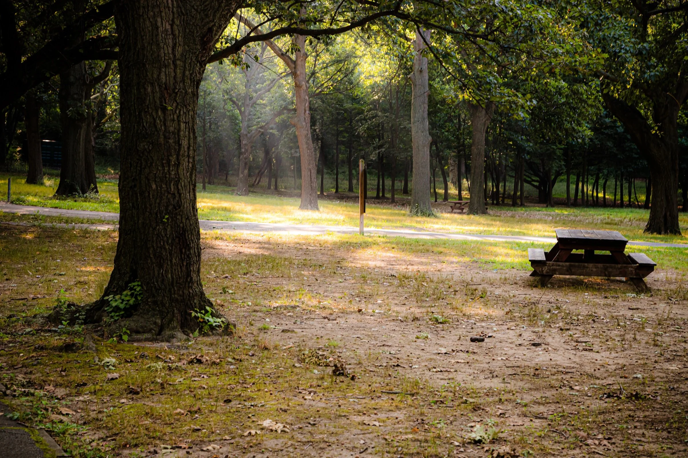 Morning Glade - Click To Purchase Print