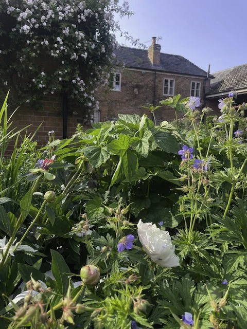 Francesca Leat Interiors_Francescas Home_Garden III.jpg