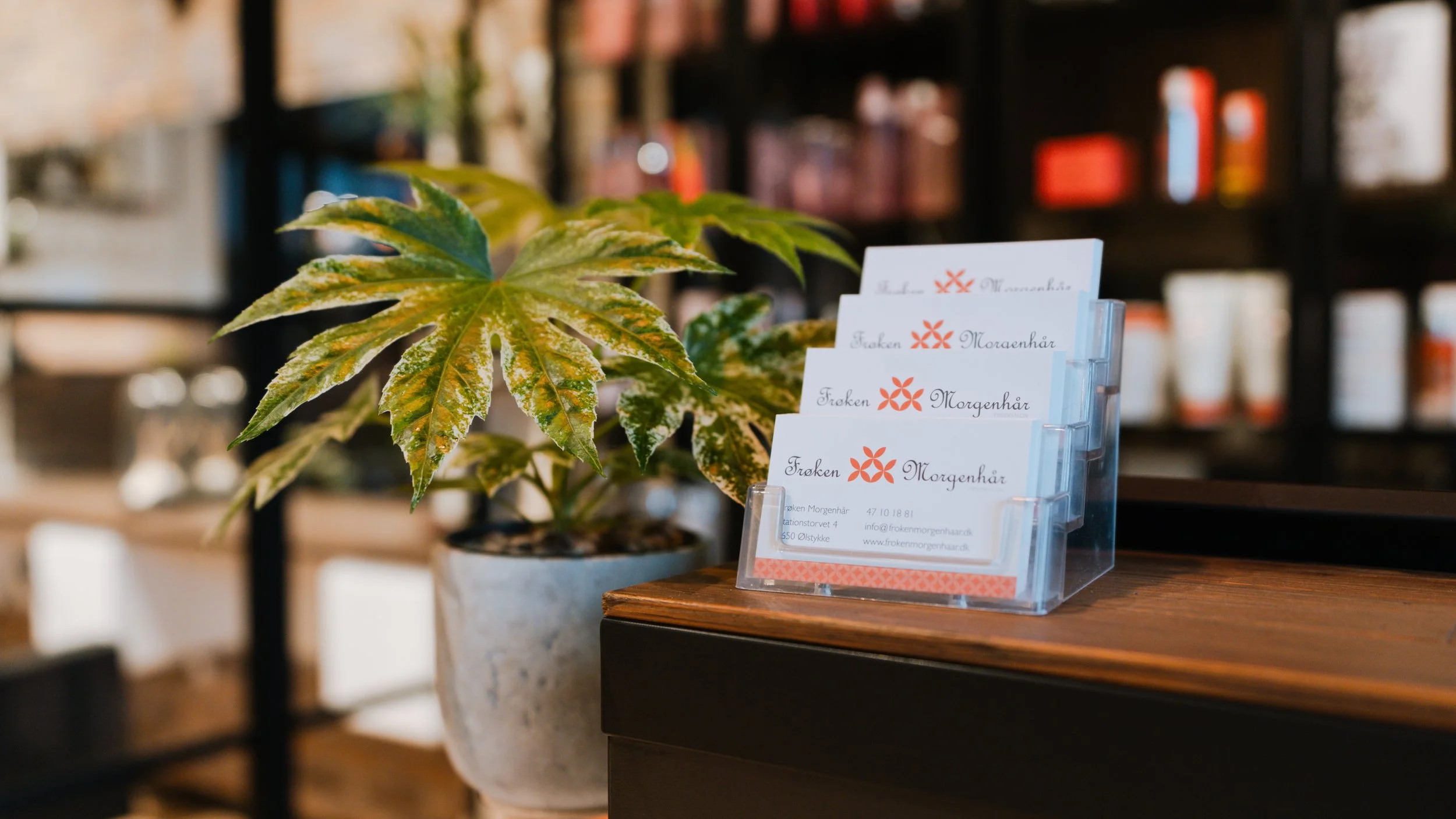 Indendørs scene med en grøn plante i en grå potte, og en visitkortholder med visitkort på en træoverflade