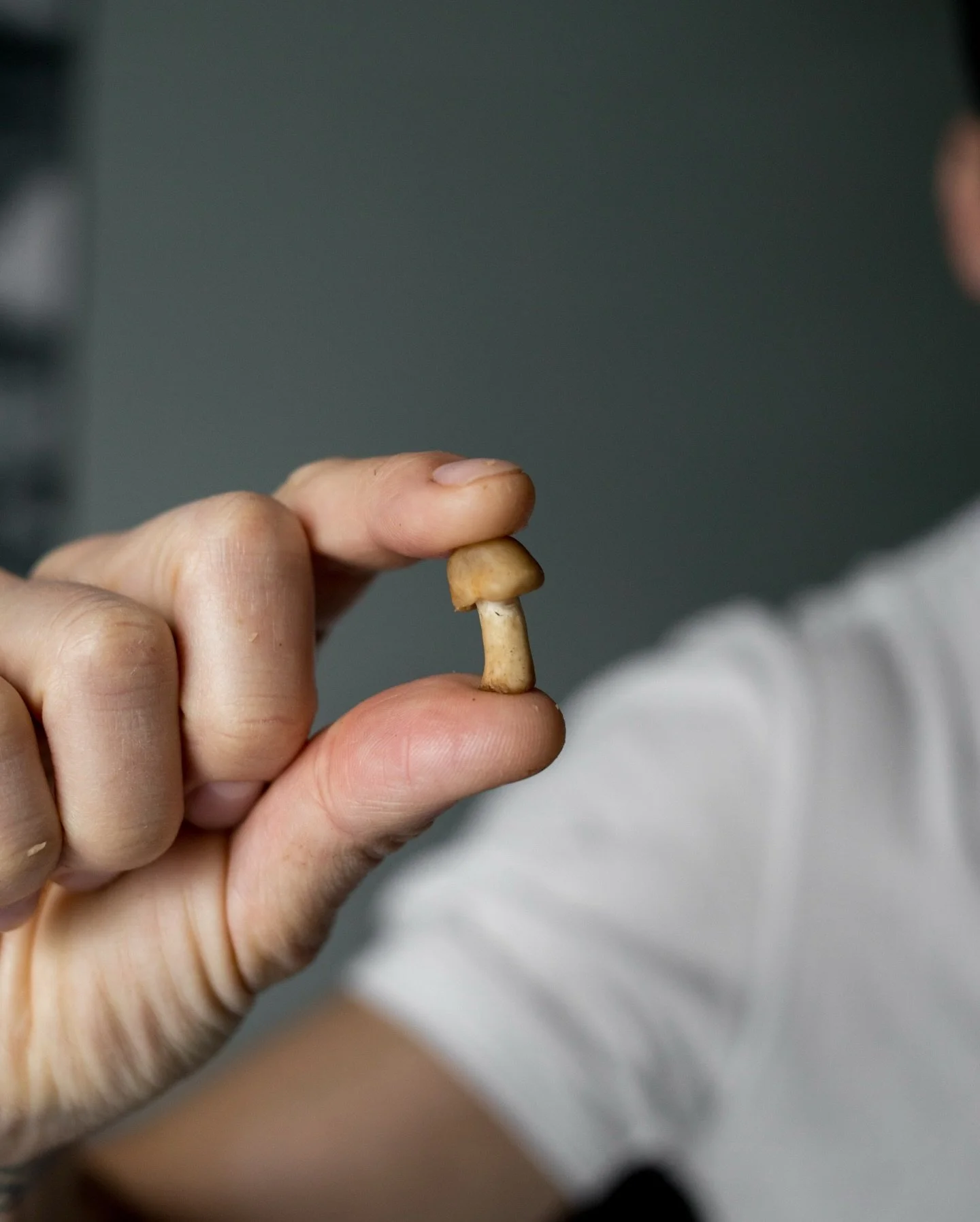 El producto estrella del mes, los perretxicos.

Los salteamos y los terminamos a la brasa.

Por encima, una yema de huevo curada y papada ib&eacute;rica para potenciar su sabor.

📍Ponzano 47
📞917 37 70 86

 #guiamichelin #guiarepsol #candeli #perre