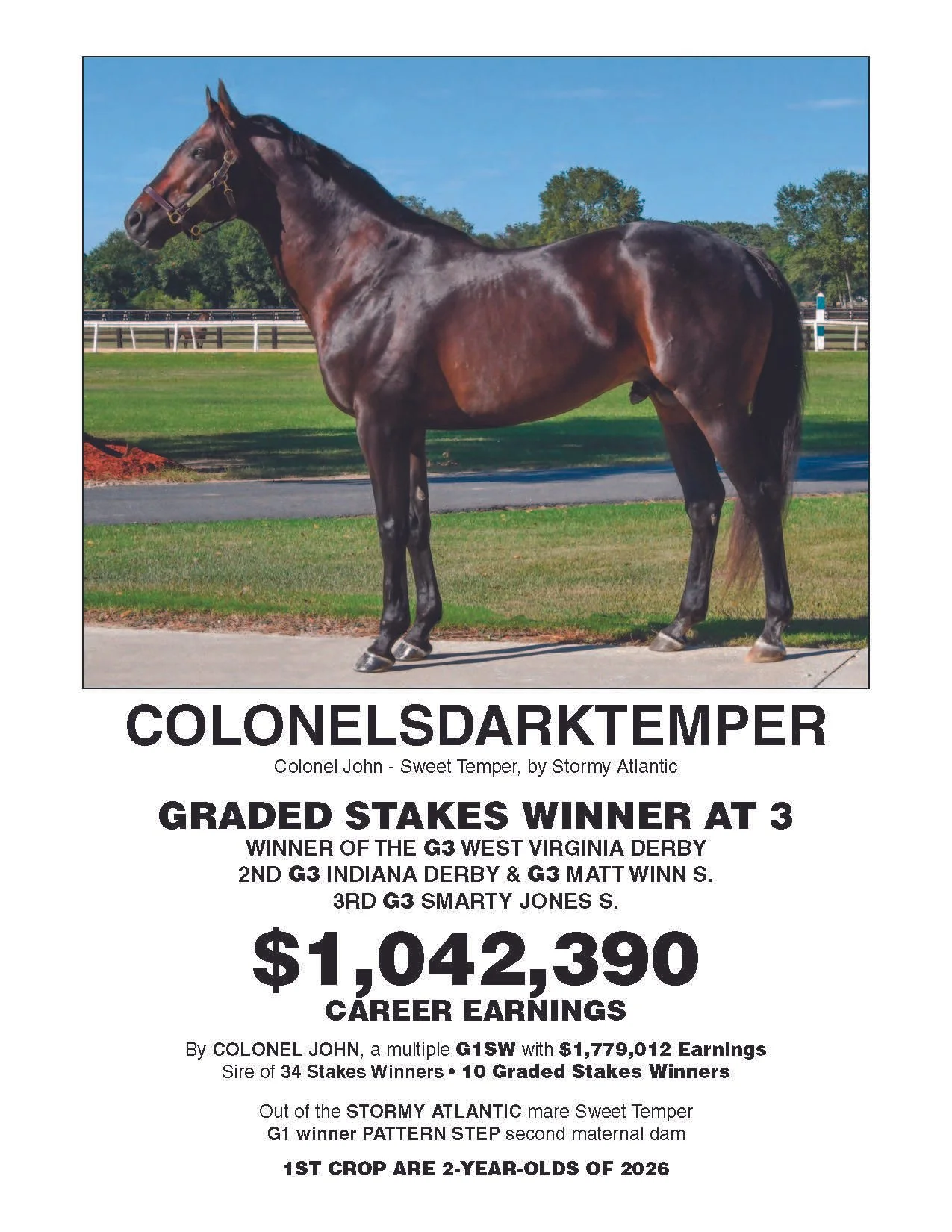 A dark bay racehorse named ColonelDarkTemper standing on a grassy area with a racetrack and trees in the background.