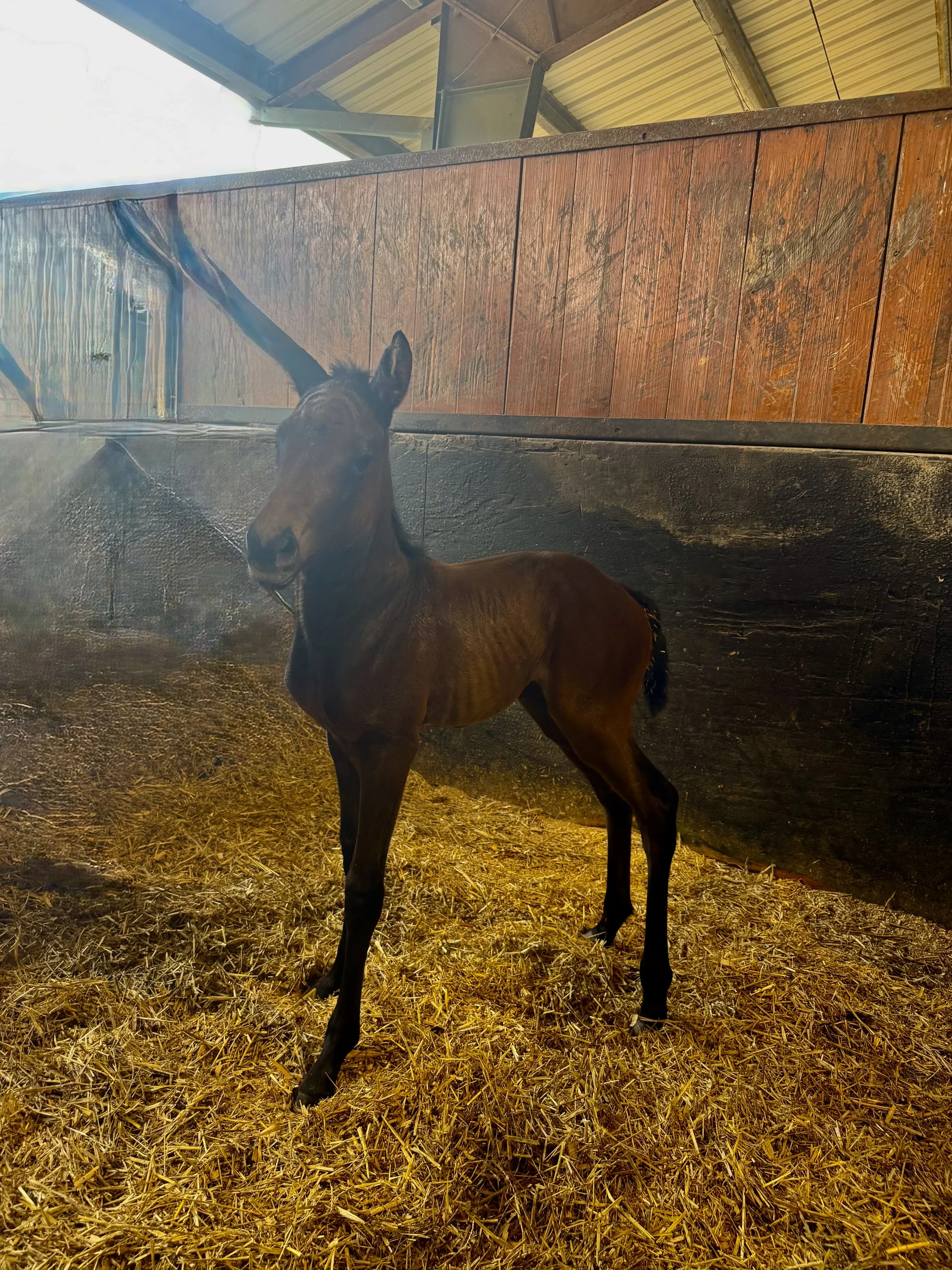 Buckley Bunny X Colonelsdarktempe
Filly Born 3/4/2026
