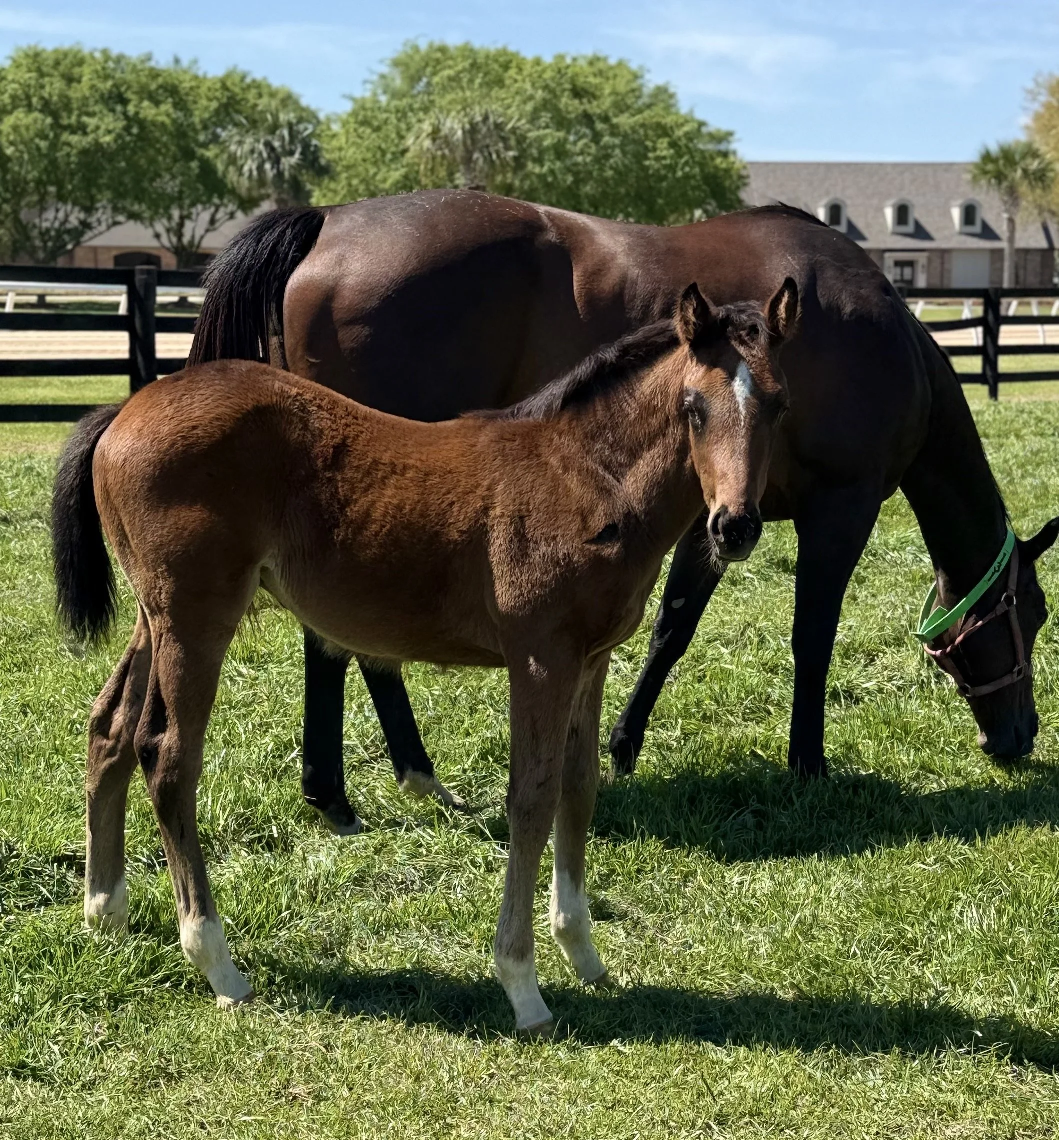 Cat in de Nile X Colonelsdarktemper Colt
