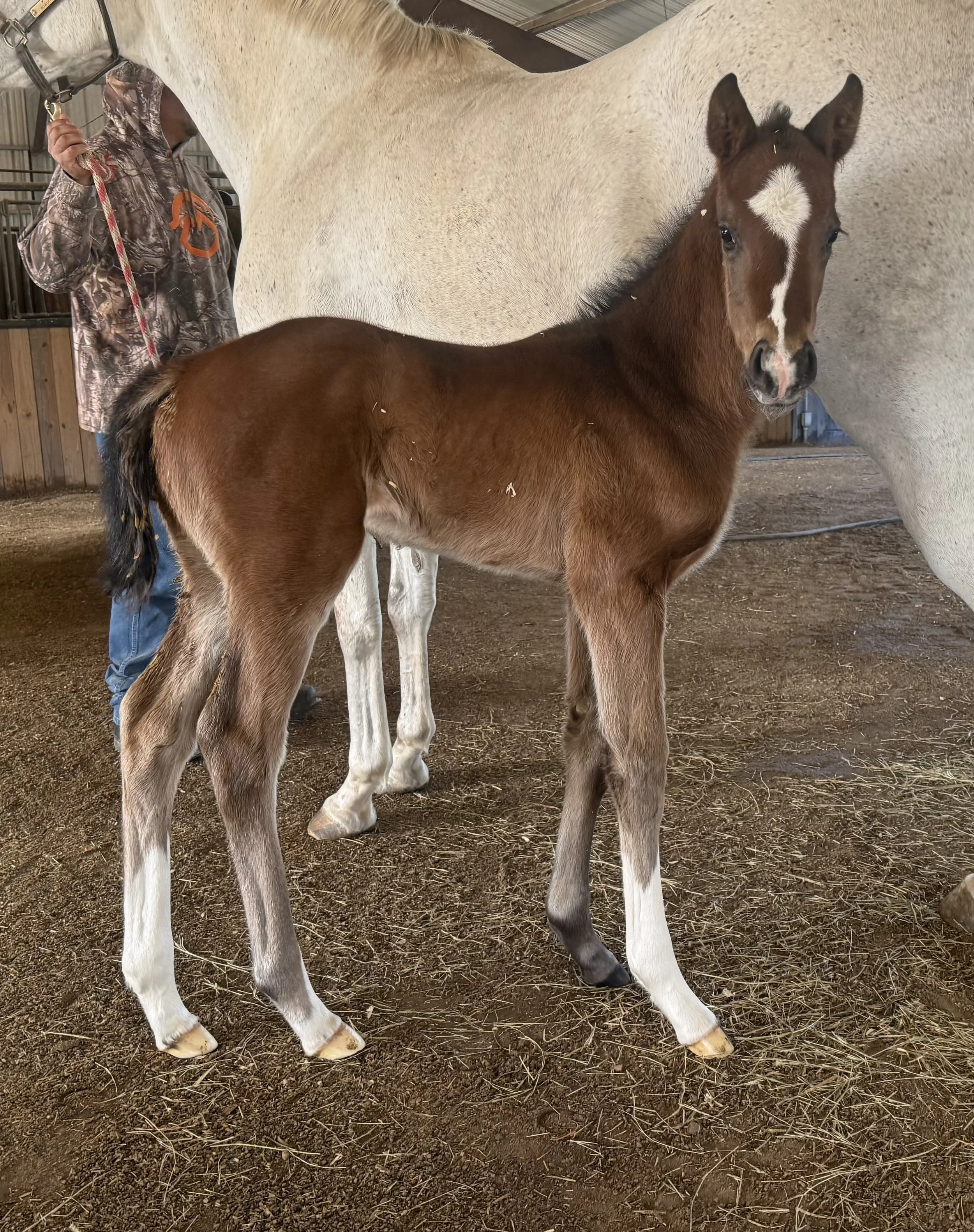 Wit X Powder Day X Frosted Colt born 1/17/26
