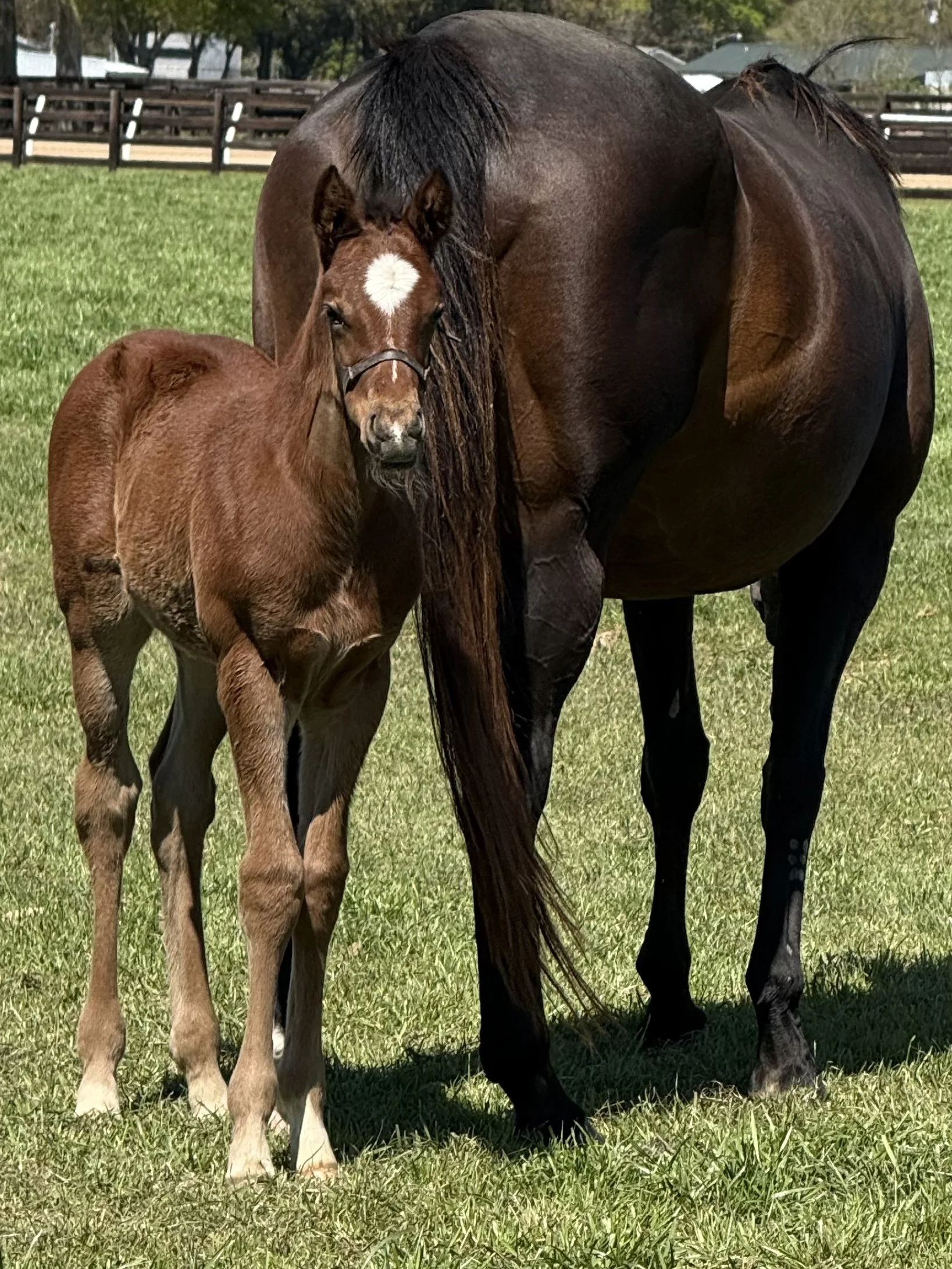 No Need to Appeal X Prince of Monaco