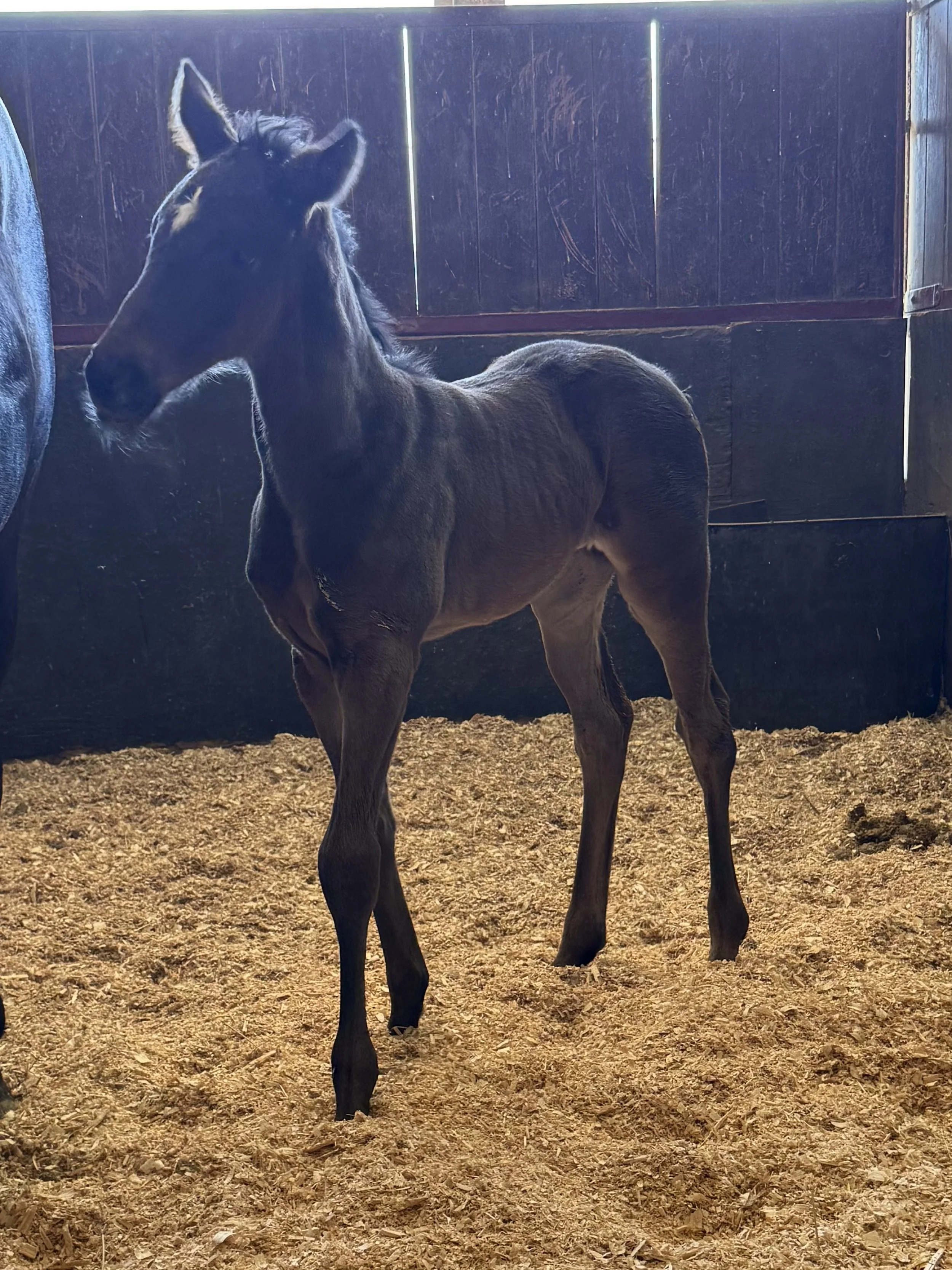 Indication X Colonelsdarktemper
Breeder: Tye Smith