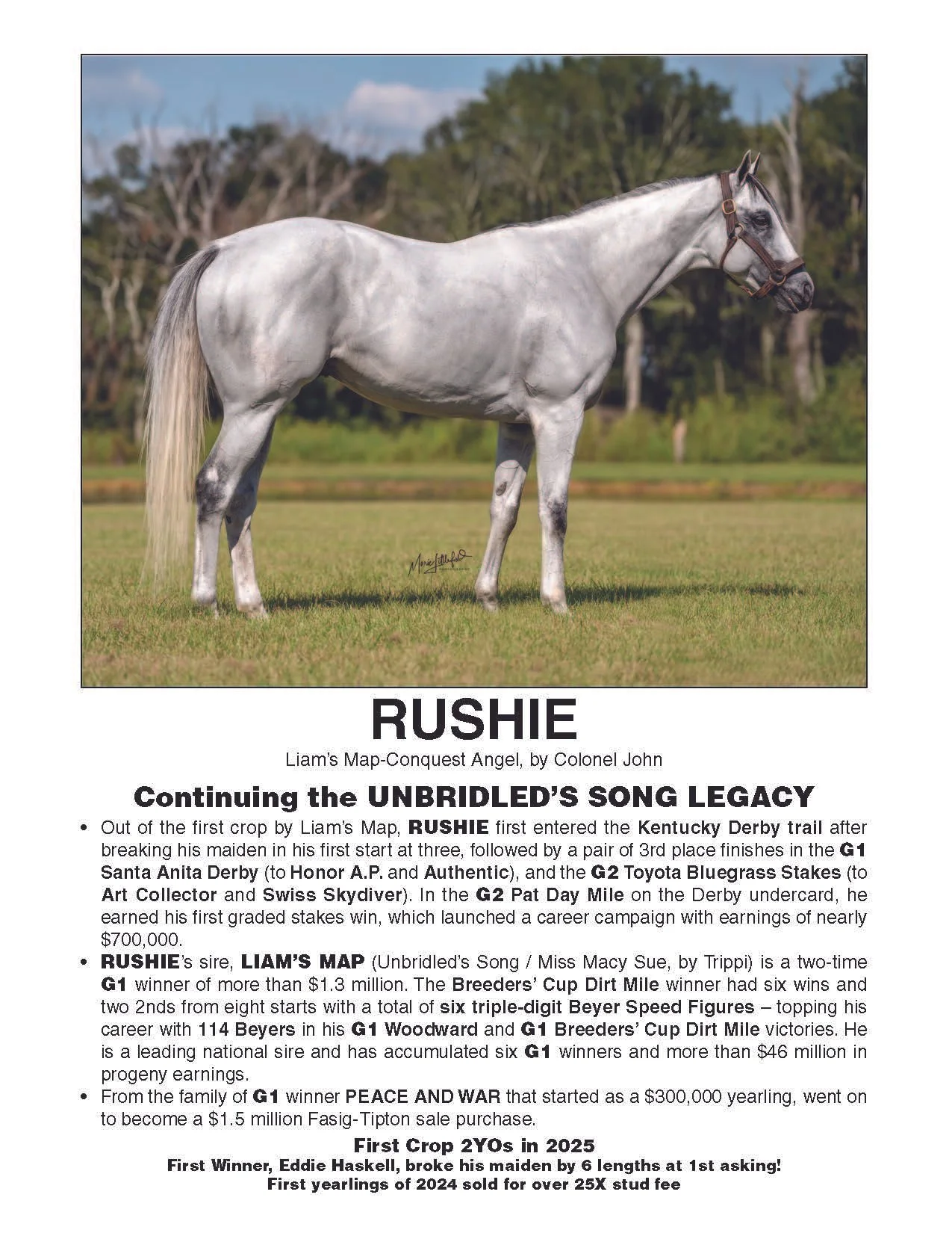 Portrait of a gray Thoroughbred racehorse standing on grassy field with trees in background.