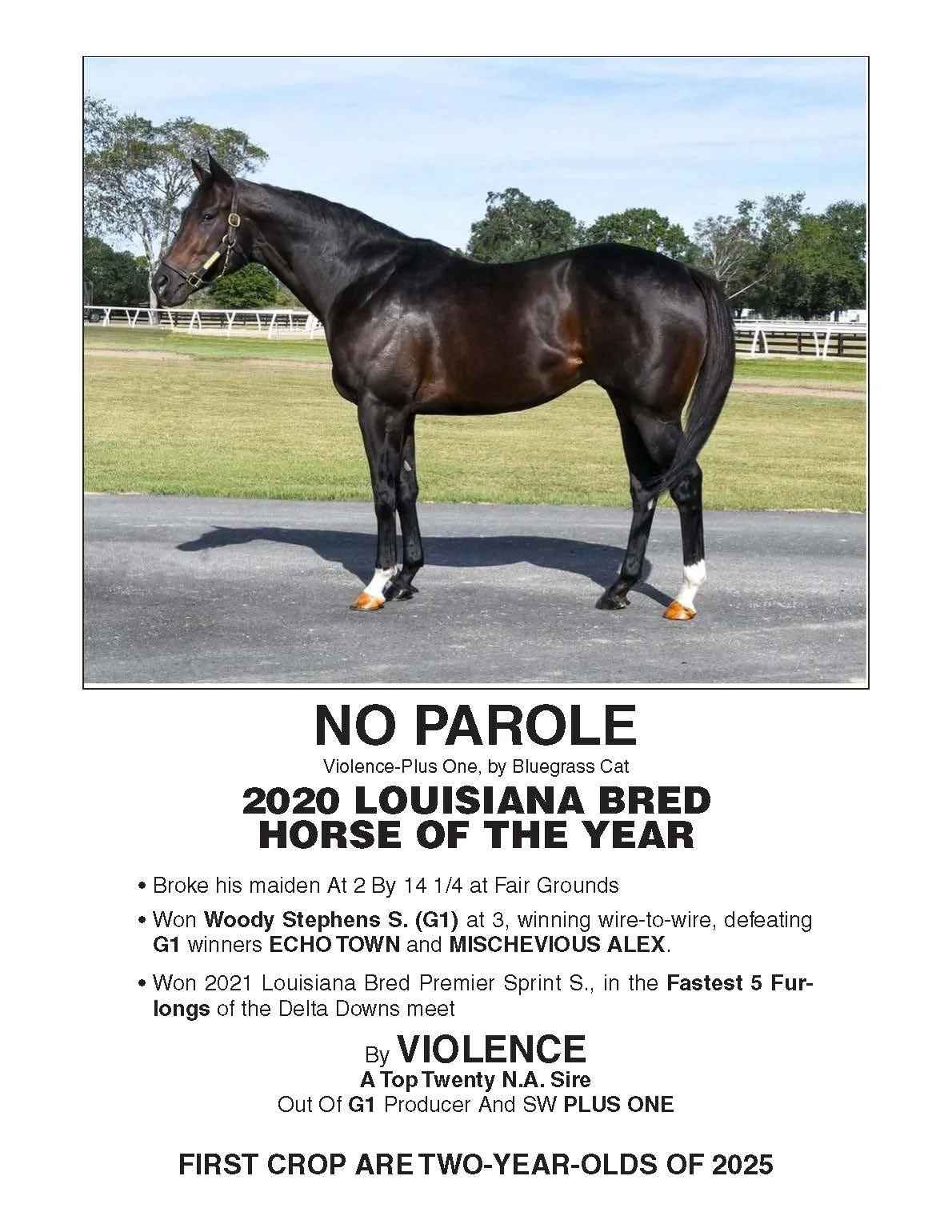 A dark bay thoroughbred horse standing on a paved pathway with a grassy field and trees in the background