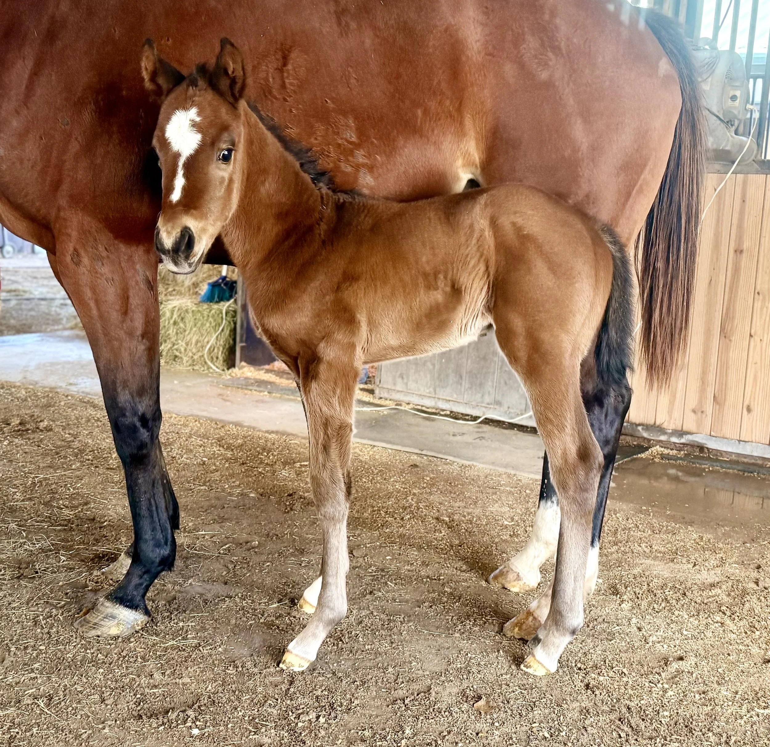 Wit X She Likes To Party X Maclean's Music 1/22/26