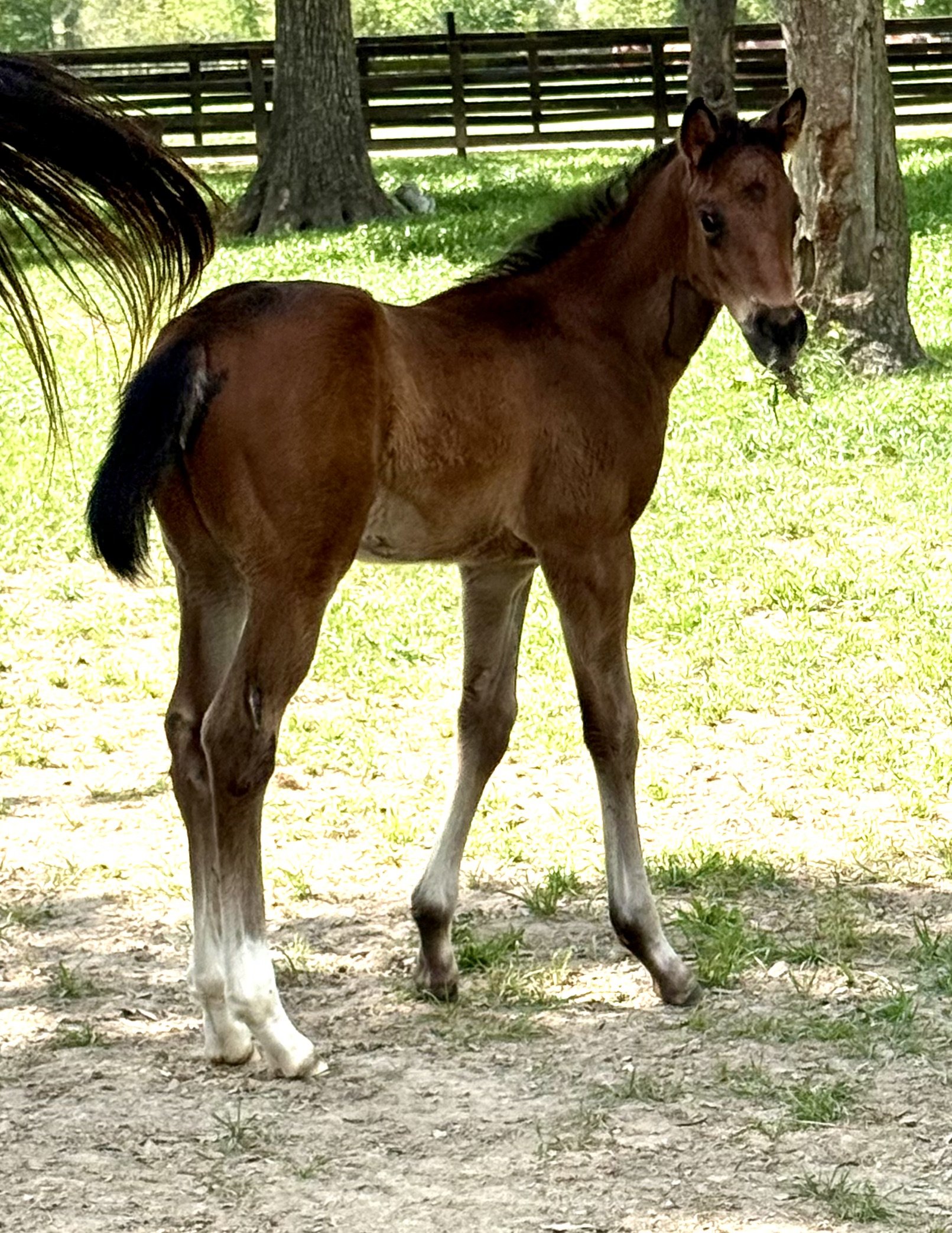 Mermaid of Honor X Wit Colt