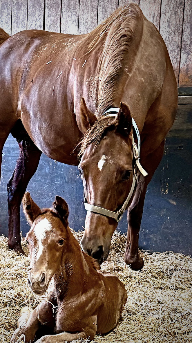 Too Close to Punch X Iron Fist
Colt Born 3/3/2026