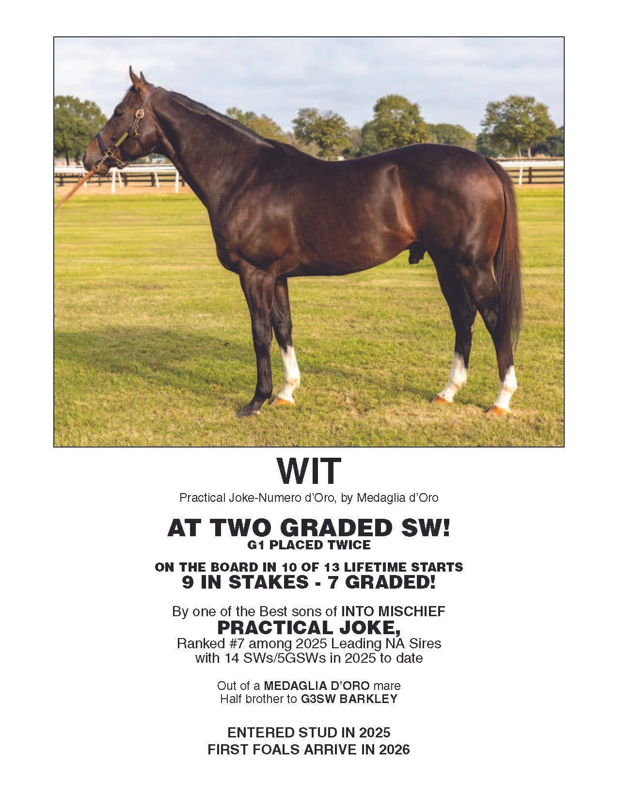 A horse standing on a grassy field with trees and a fence in the background.