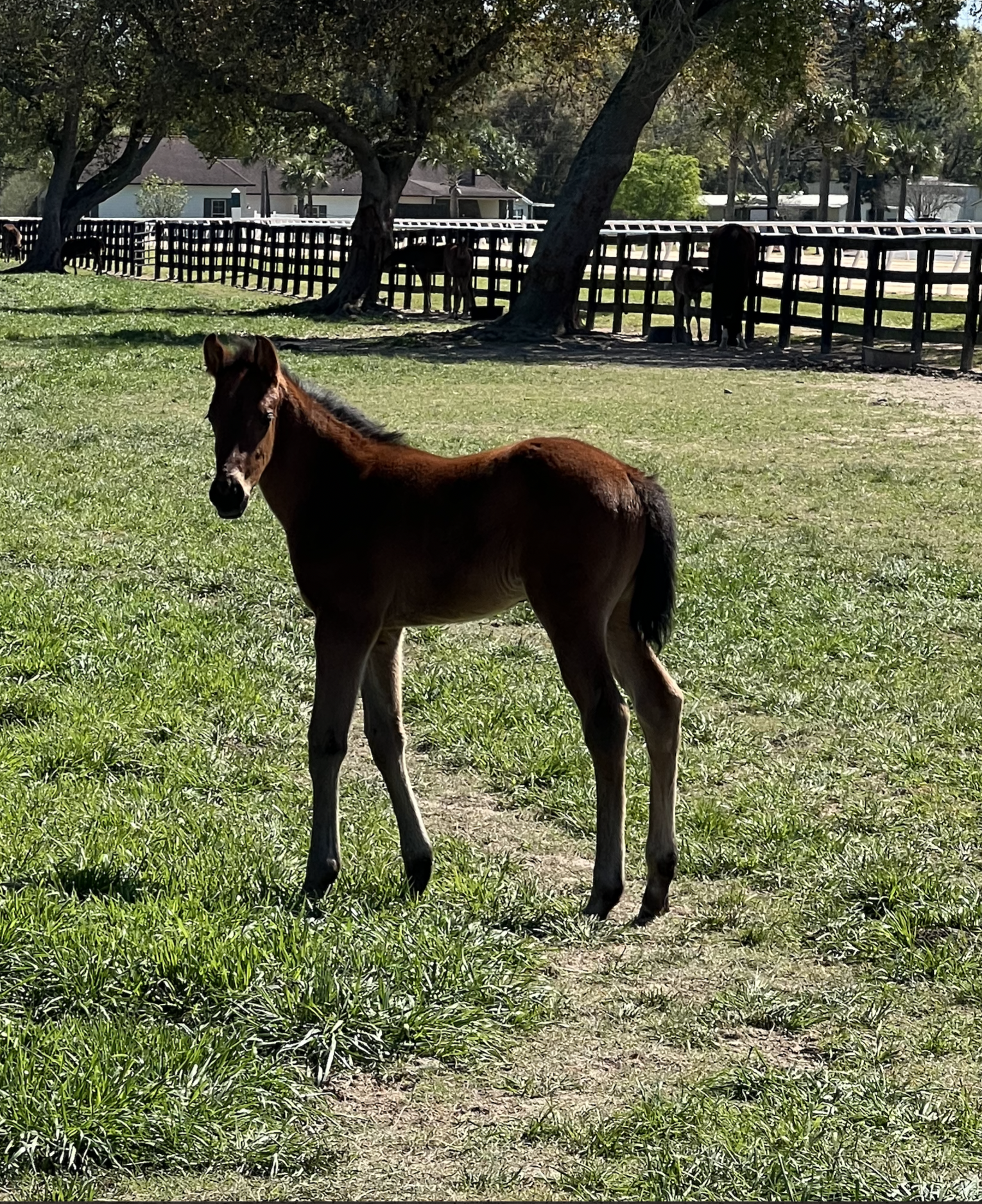 Shes On Top X Arabian Knight