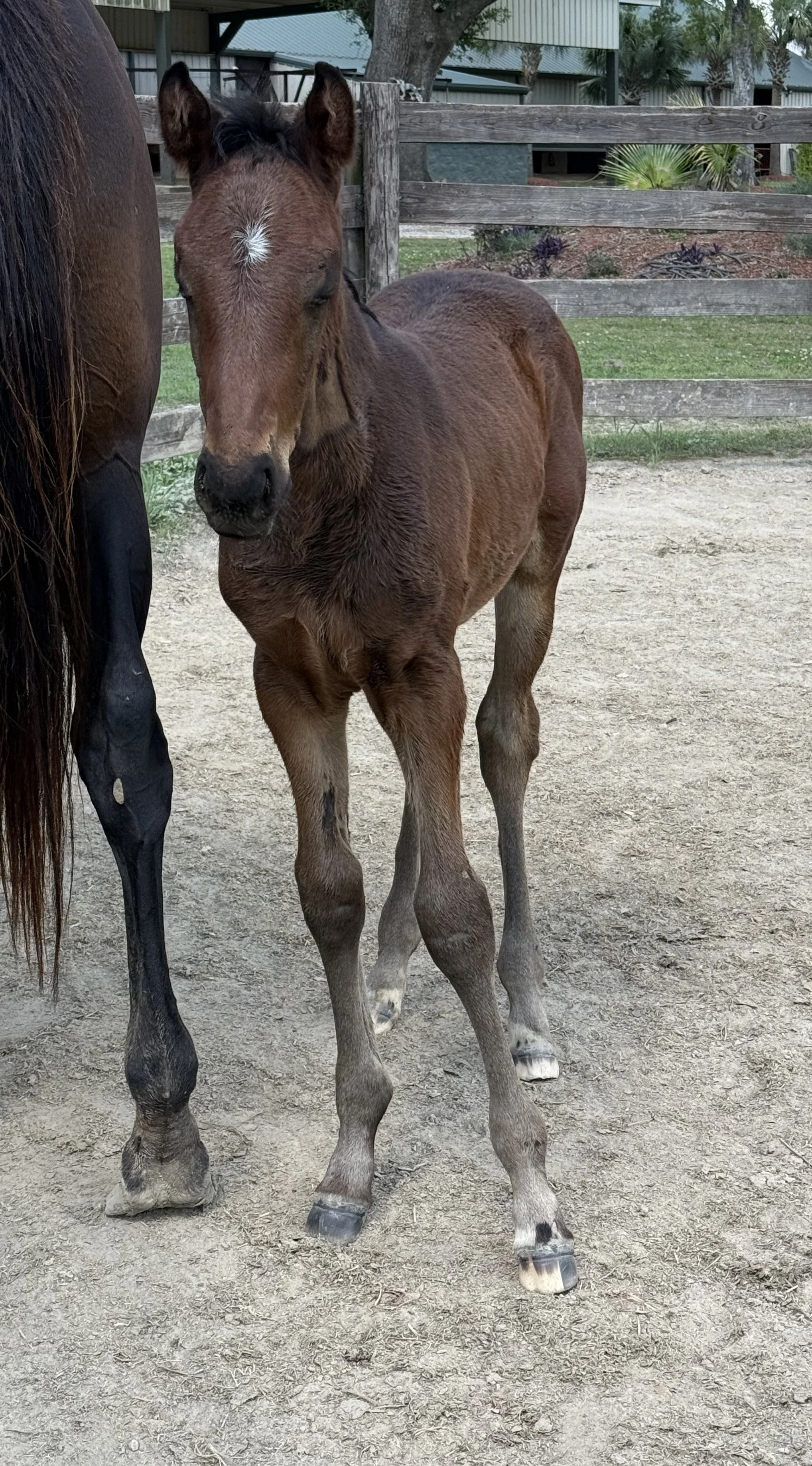 Louisiana LibertyX Wit Filly