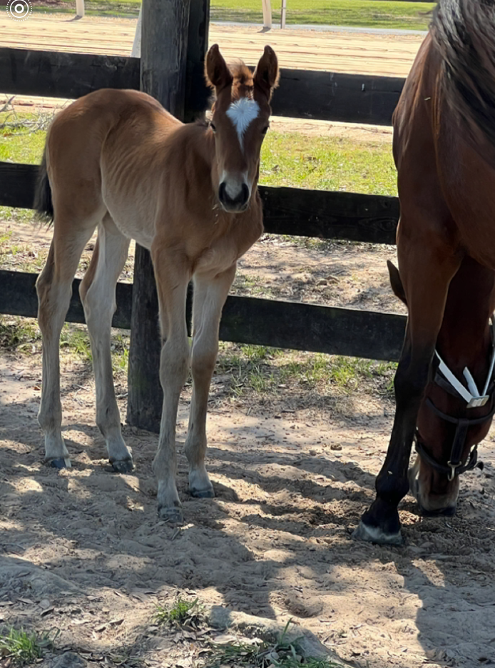 Highland Grace X Into Mischief