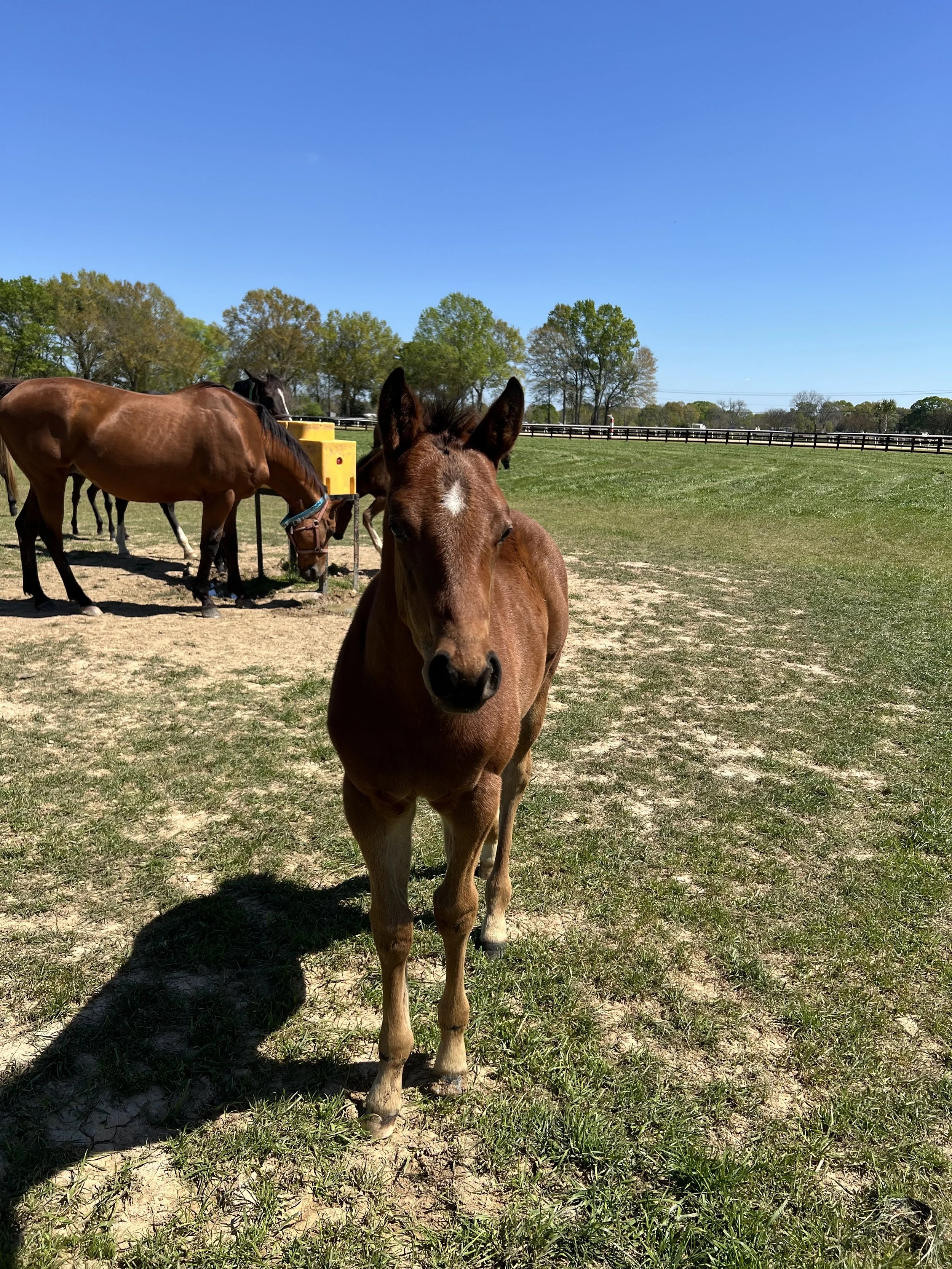 Open Rate X Custom for Carlos Colt
Breeder: Jack Duke