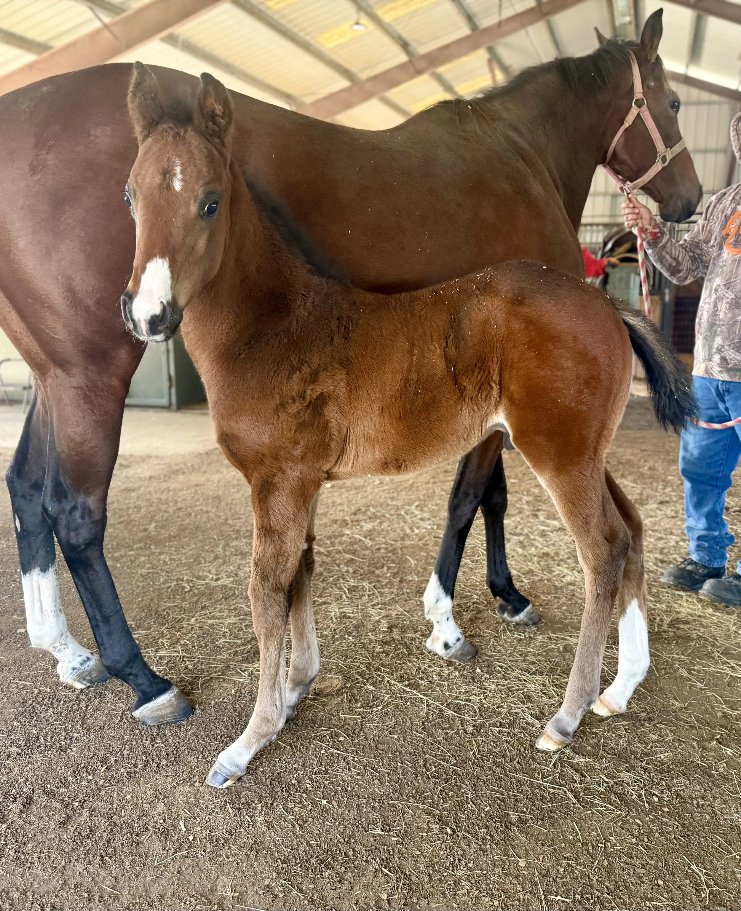 Wit X Viv Viv Viv  X Violence Colt born 1/8/26