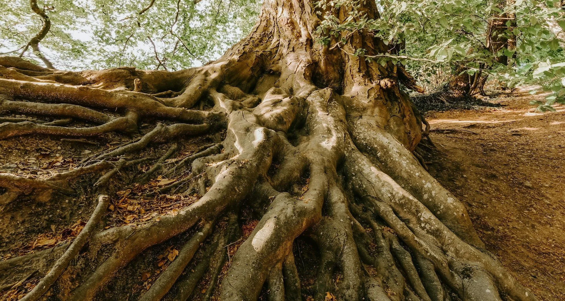 A large tree with thick, sprawling roots extends across the forest floor. Sunlight filters through the leaves.