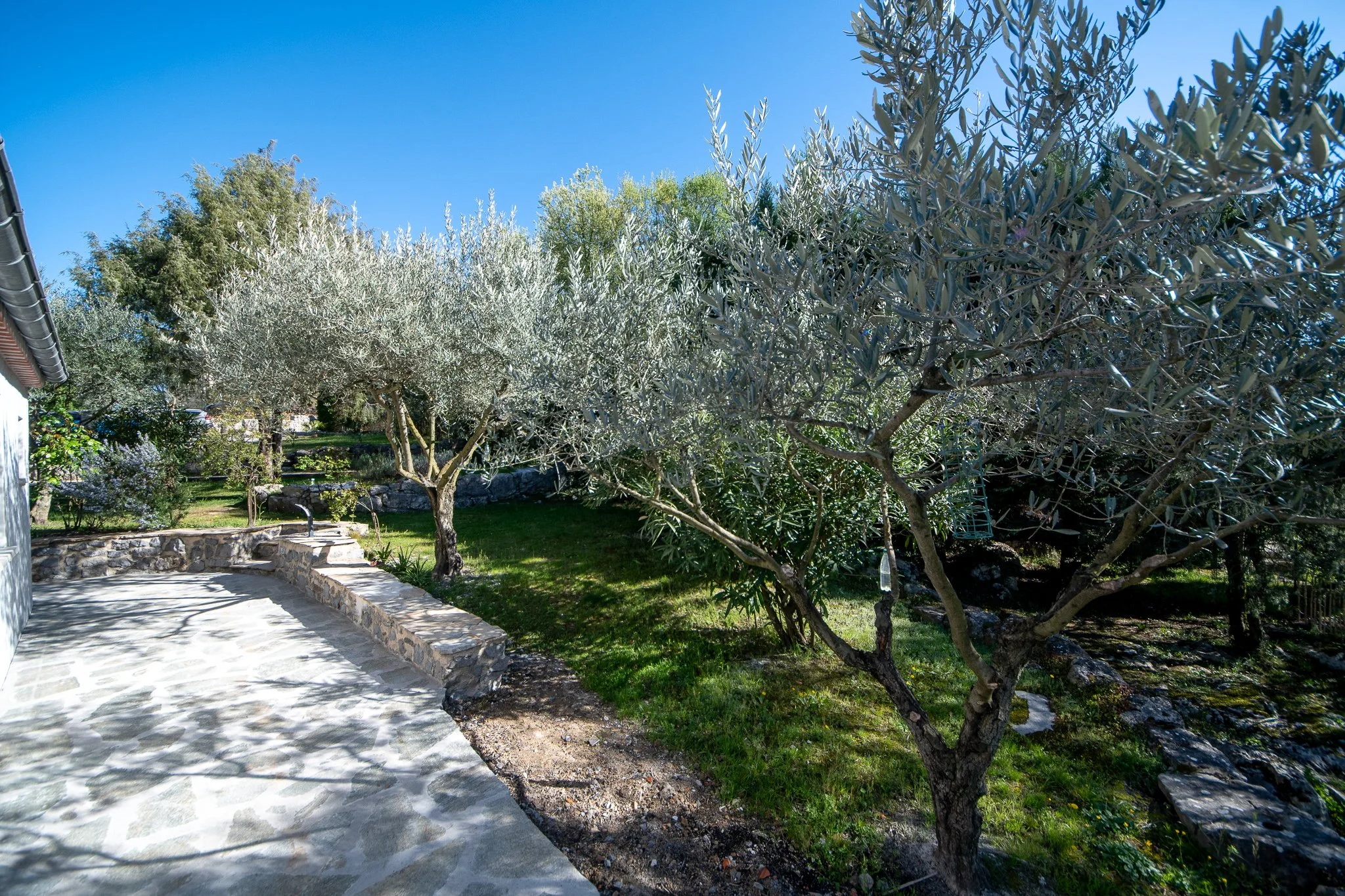 Jardin avec oliviers, pelouse verte, un patio en pierre, sous un ciel bleu.
