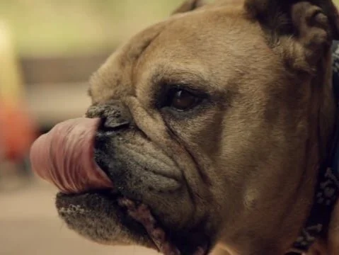 Movement Festival "Matthew Dear"