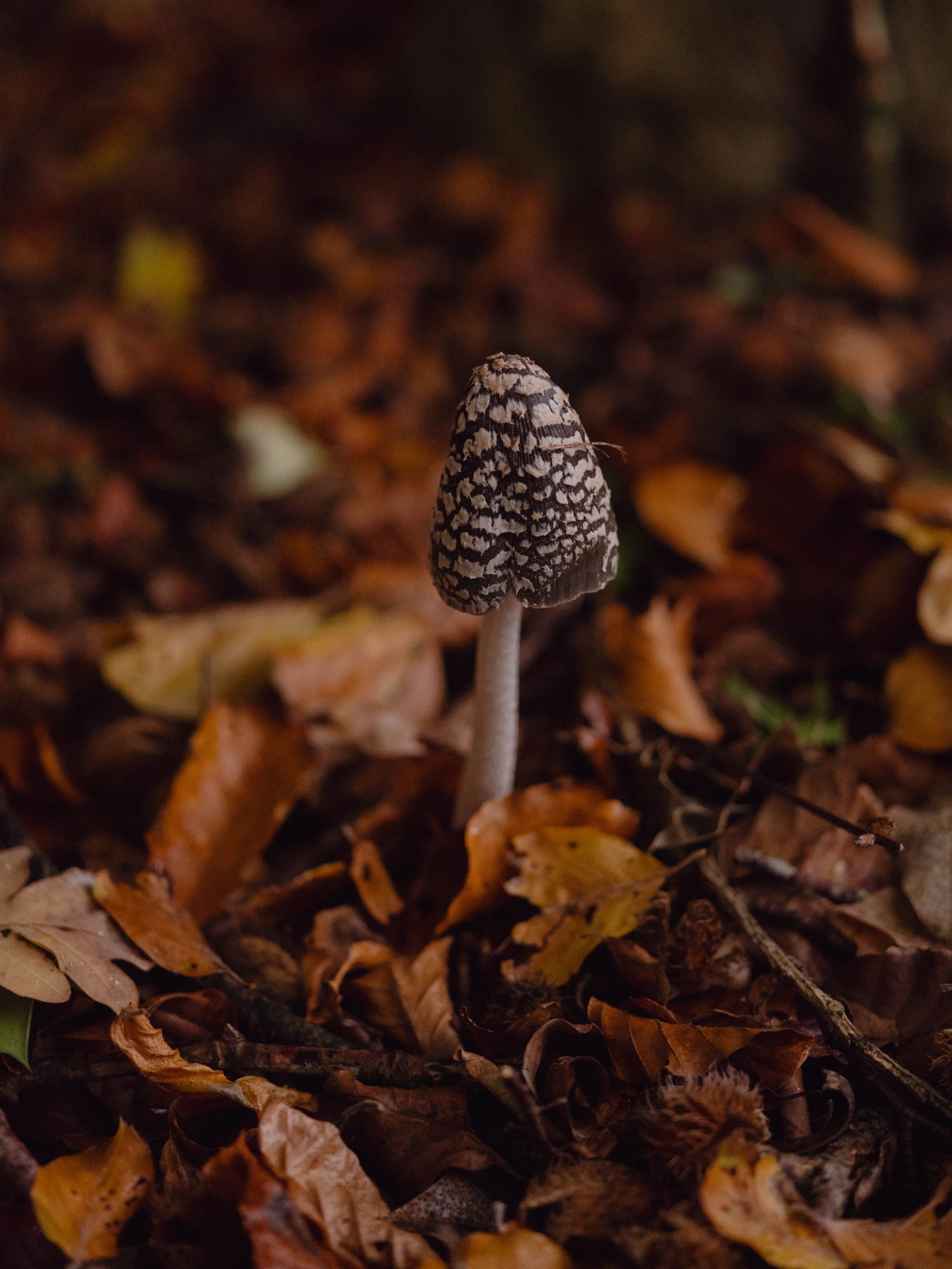 DSCF4491.jpg