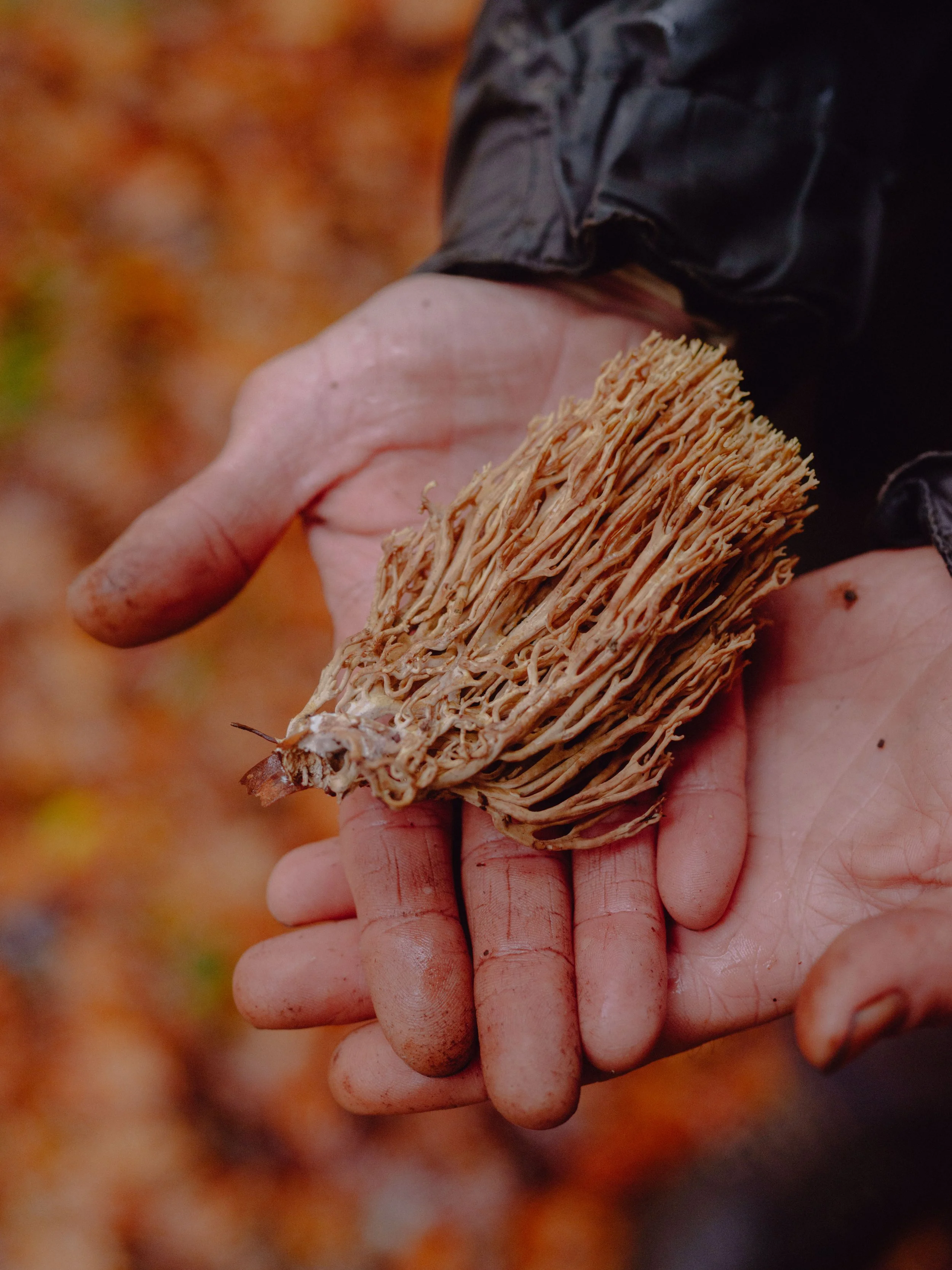 DSCF4549.jpg