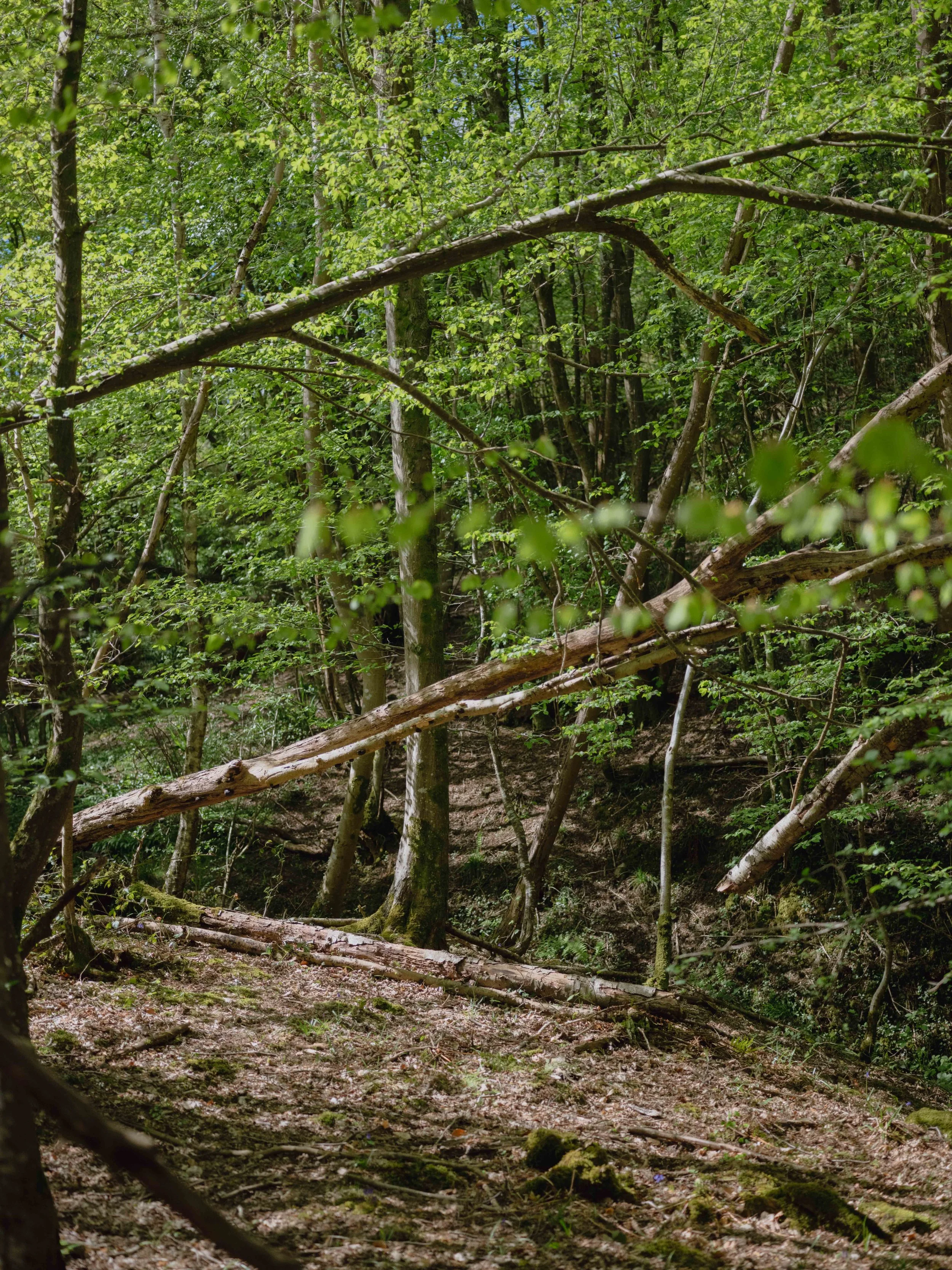DSCF9245.jpg