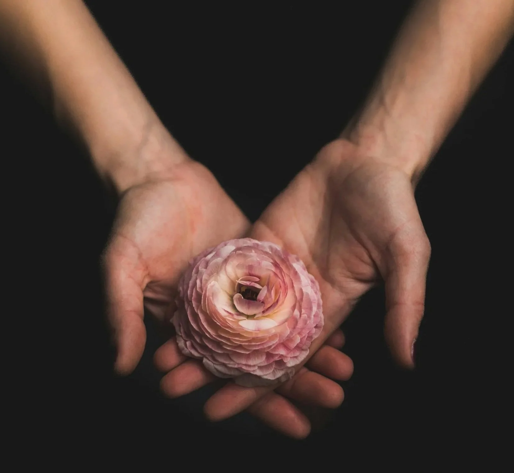 Two hands gently holding a pink ranunculus flower against a black background.
