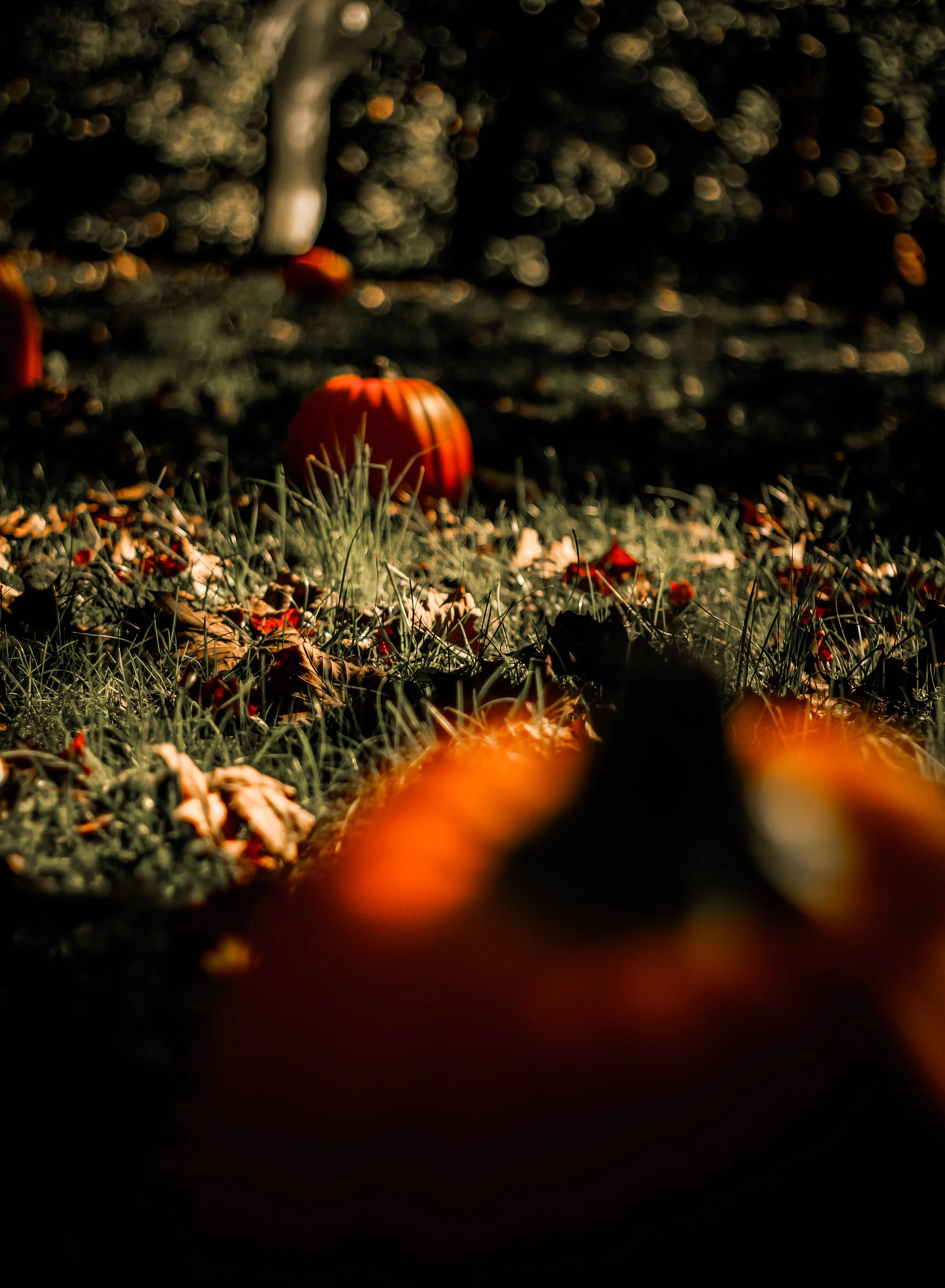 IMG_3753.jpeg