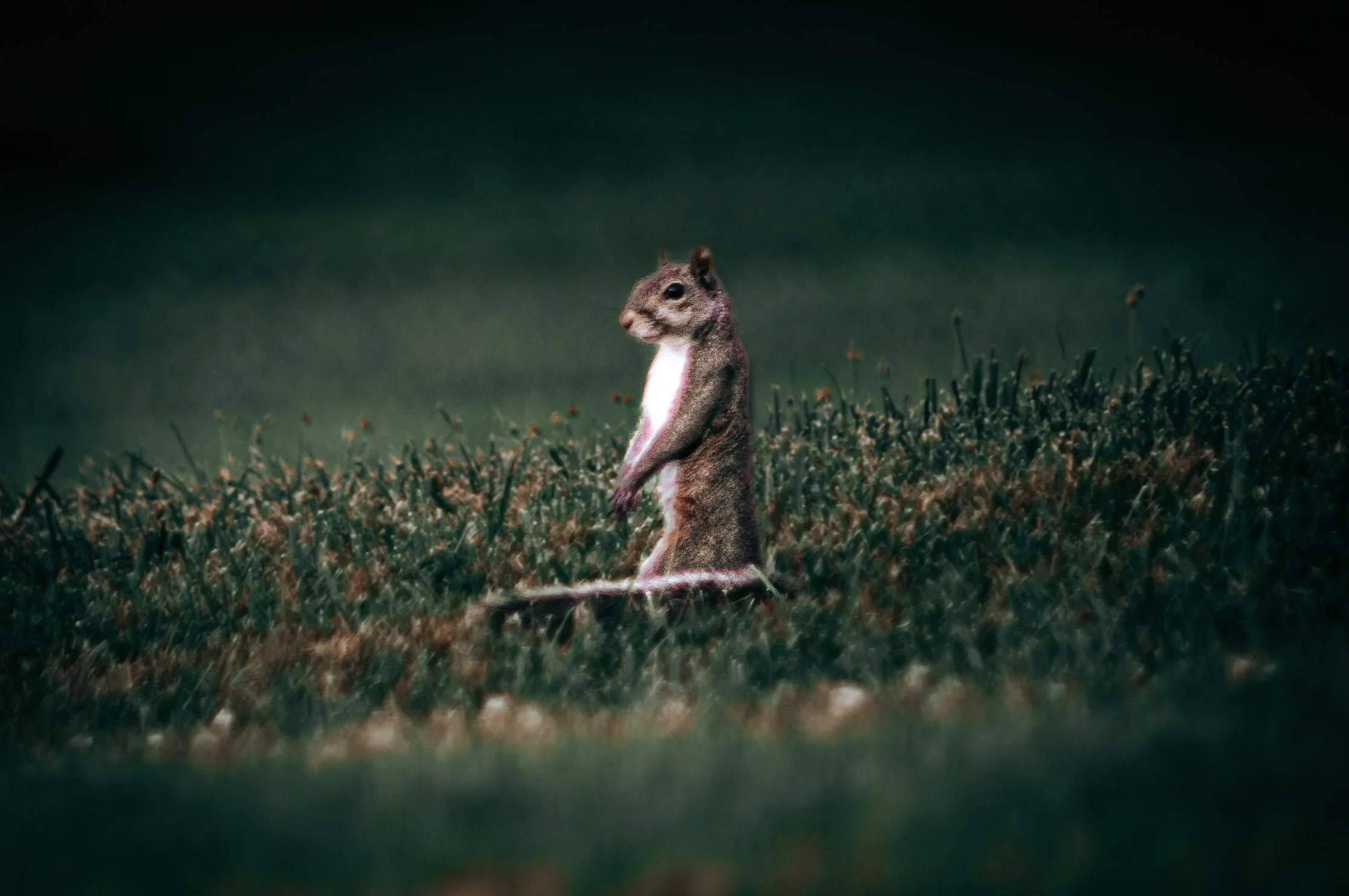 _DSC1498.jpeg