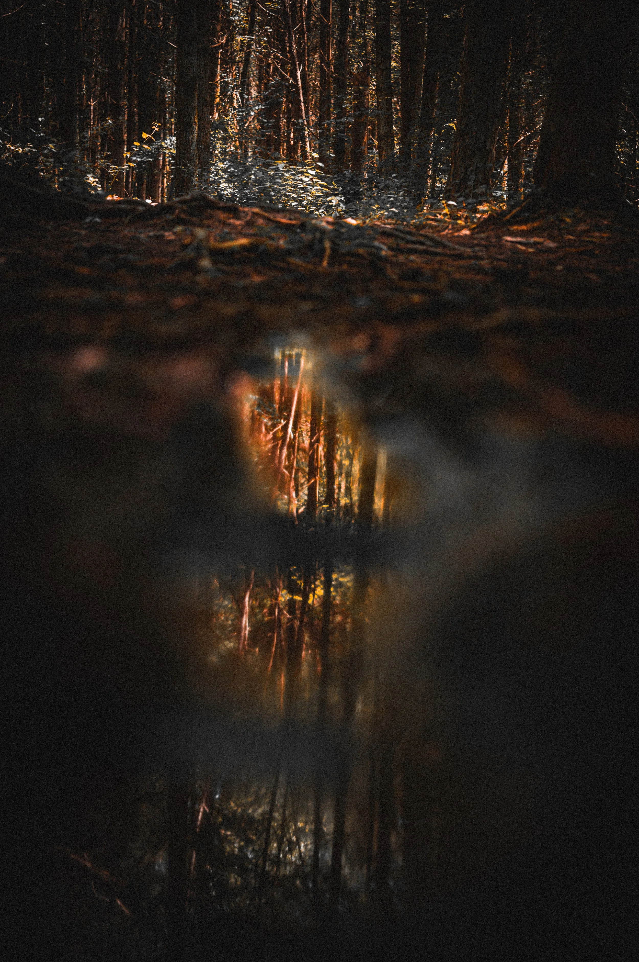 _DSC2563.jpeg