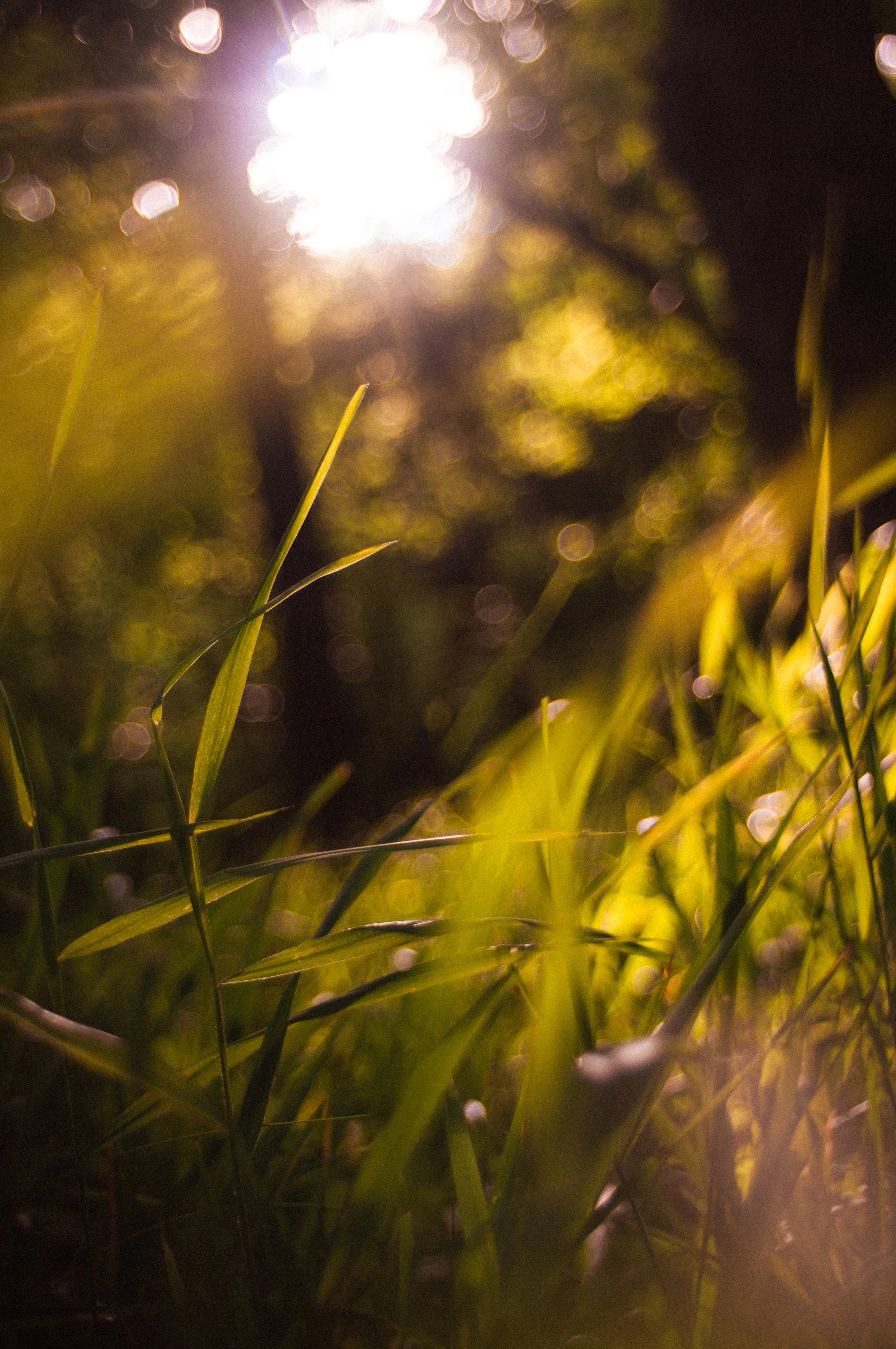 _DSC1562.jpeg
