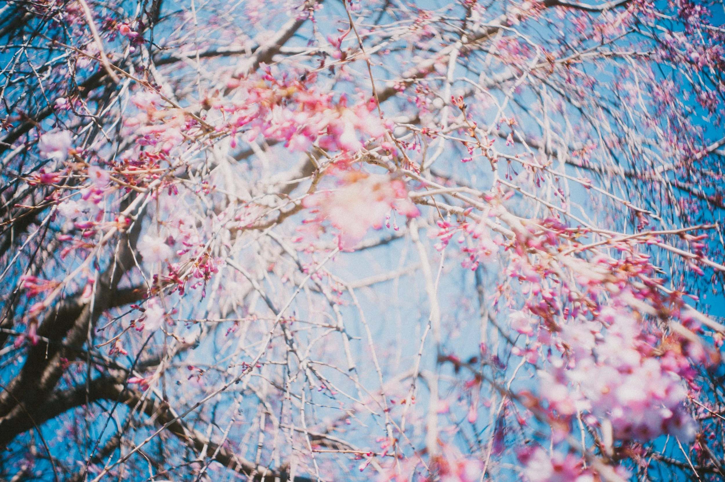 _DSC0726.jpeg