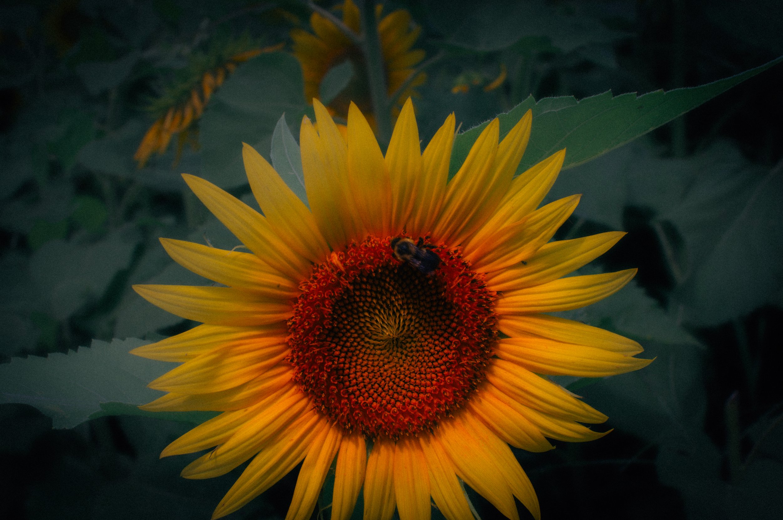 _DSC2405.jpeg