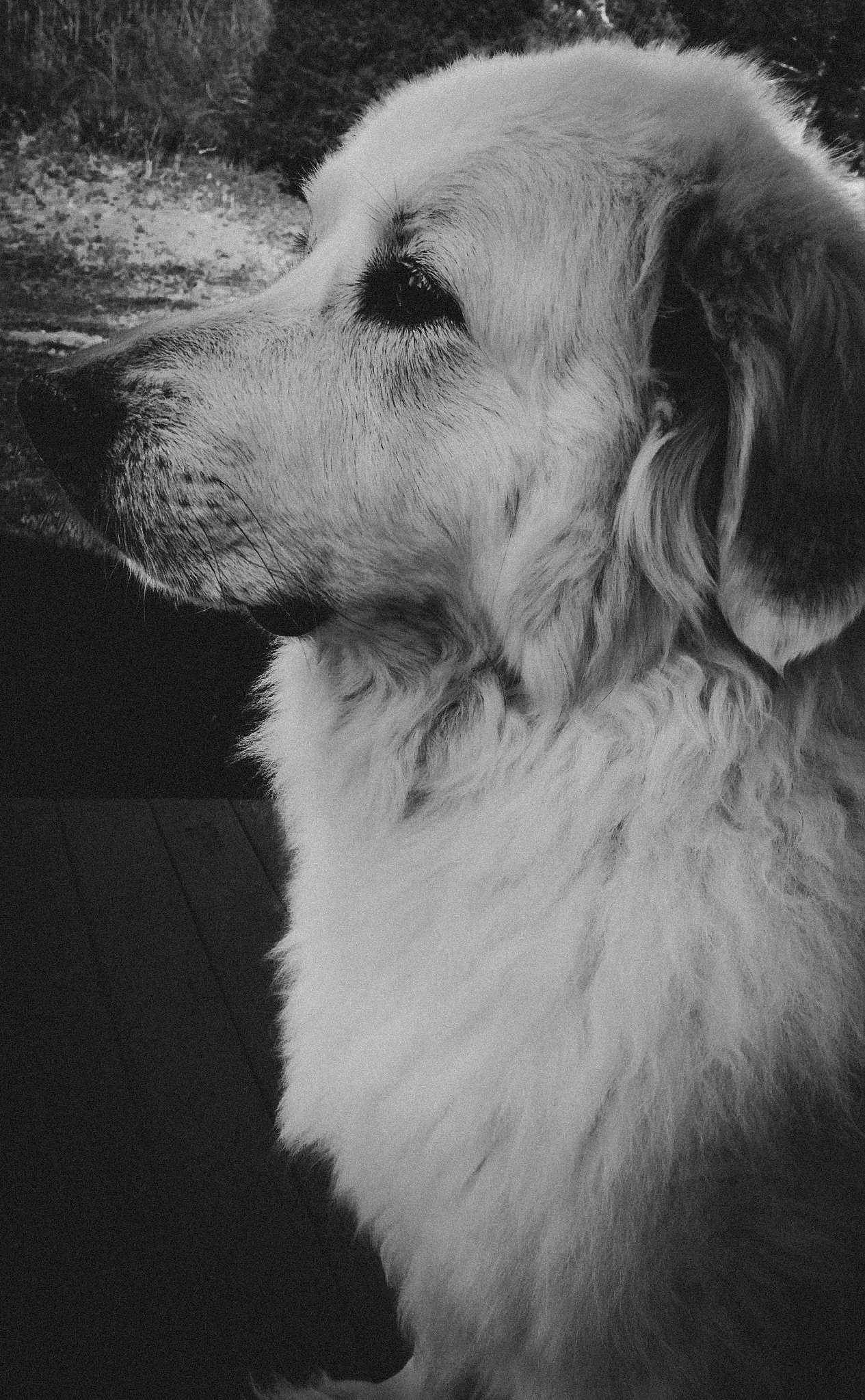 IMG_0524.jpeg
