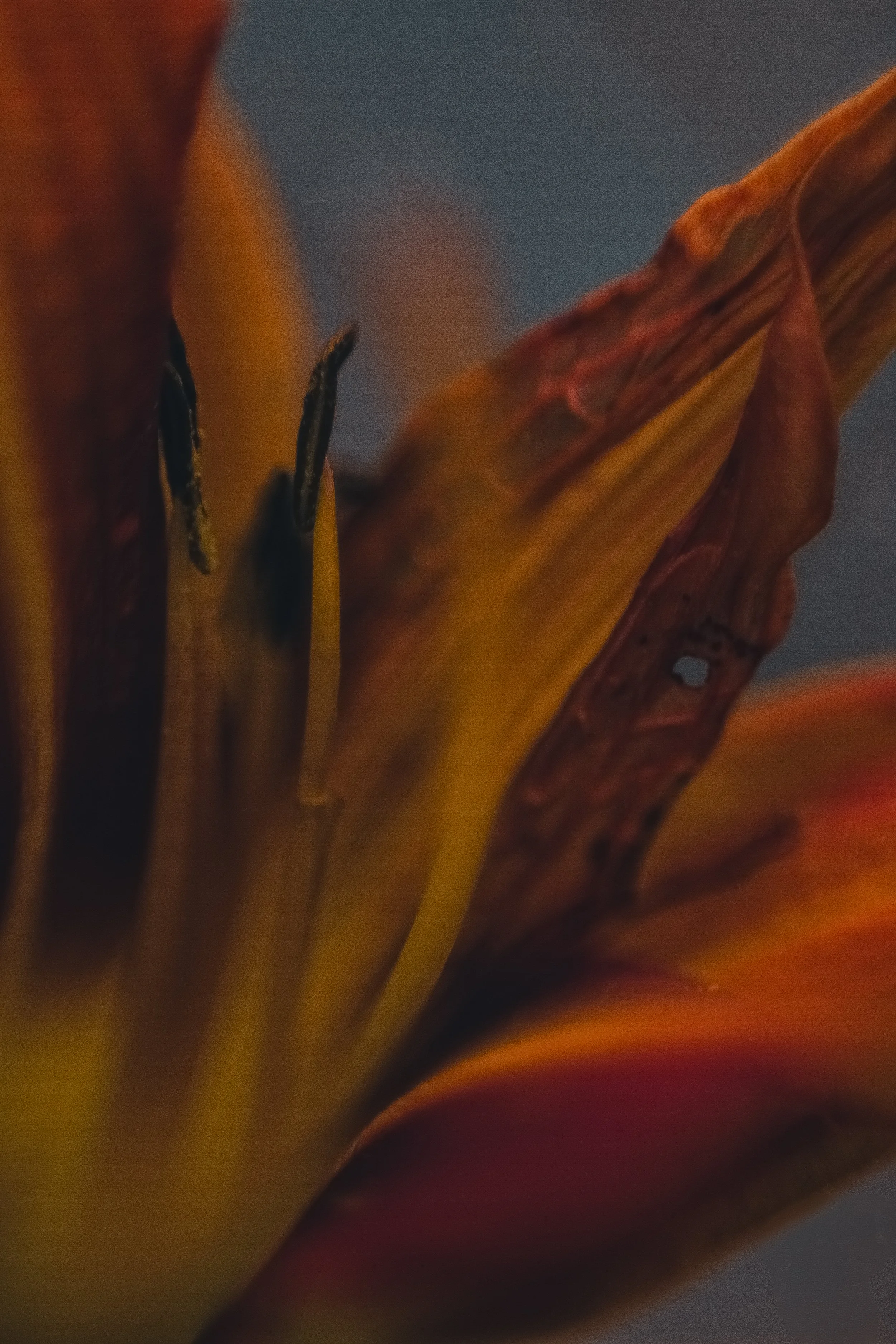 IMG_4383.jpeg