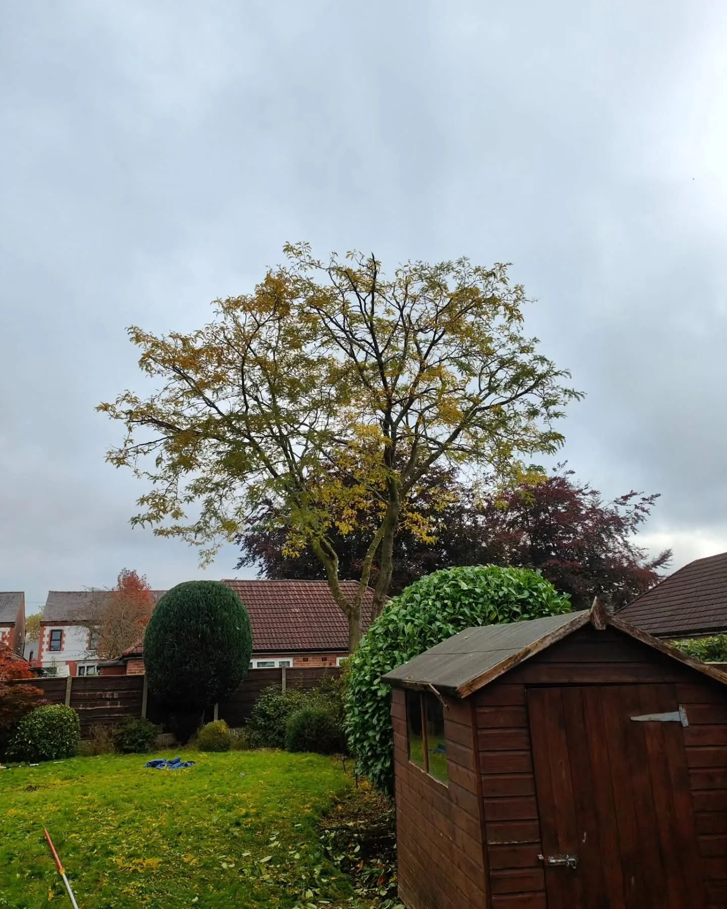 A backyard scene with a large tree, a wooden shed, a well-trimmed bush, and houses in the background under a cloudy sky.