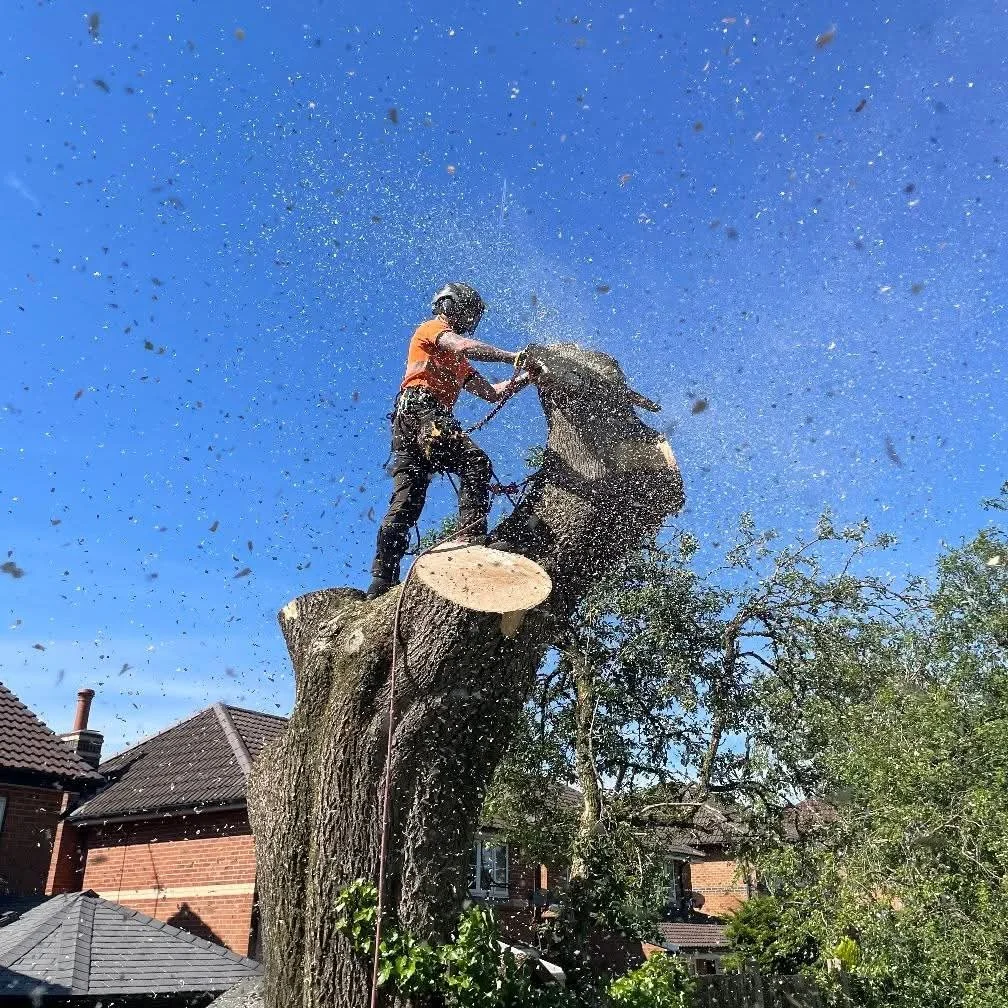 A person wearing an orange shirt and helmet is cutting down a large tree with an electric saw, standing on a thick main branch, with wood chips flying around under a clear blue sky.
