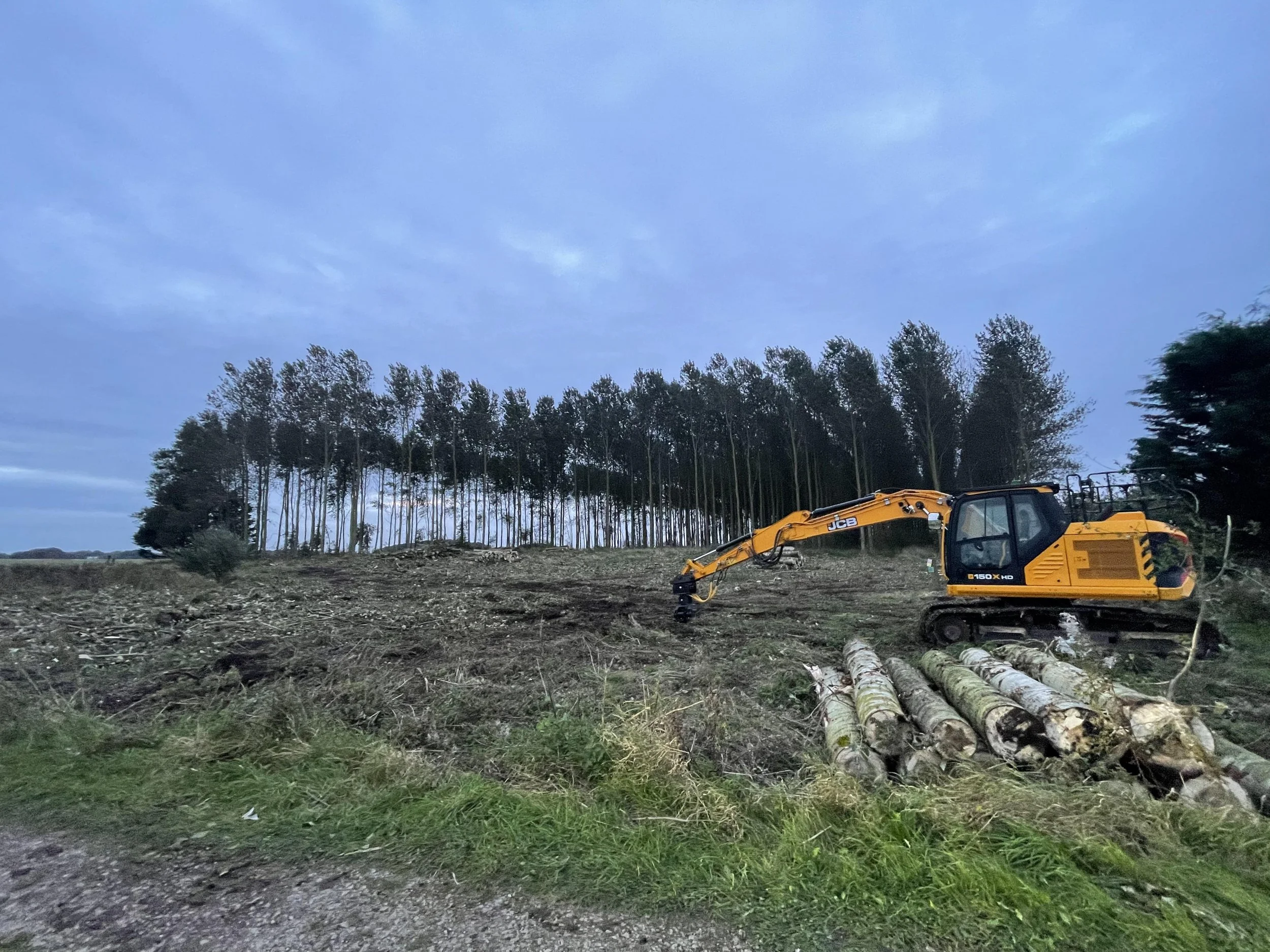A yellow JCB excavator working on a logging site with logs lying on the ground, surrounded by a forest of tall trees under a cloudy sky.