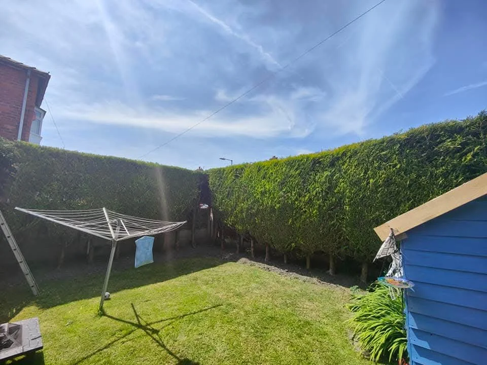 Backyard with a grassy lawn, a blue shed, a tall hedge, a clothes drying rack, and a bright blue sky with clouds.