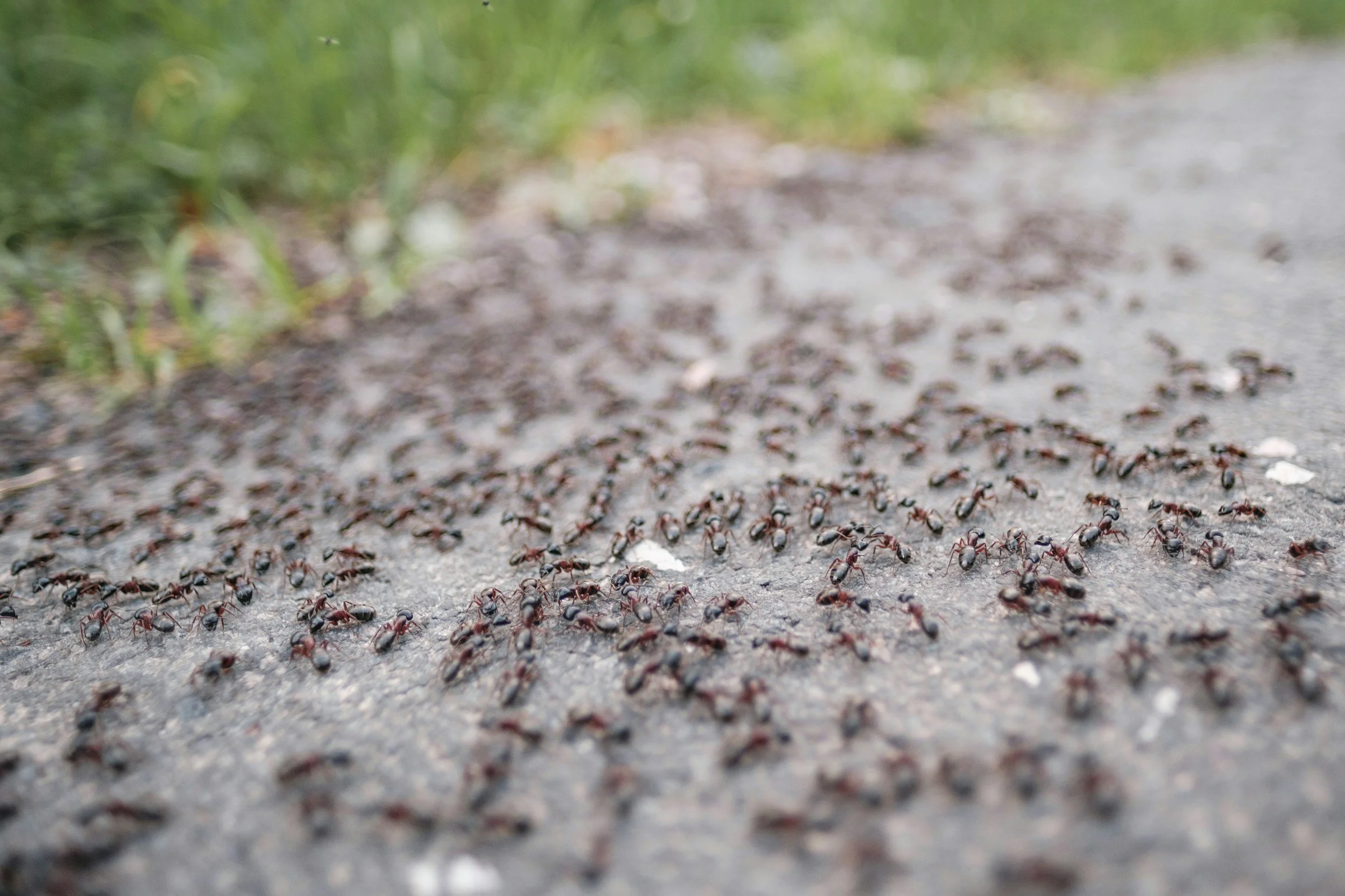 Many black ants crawling on a grey pavement with some green grass in the background.