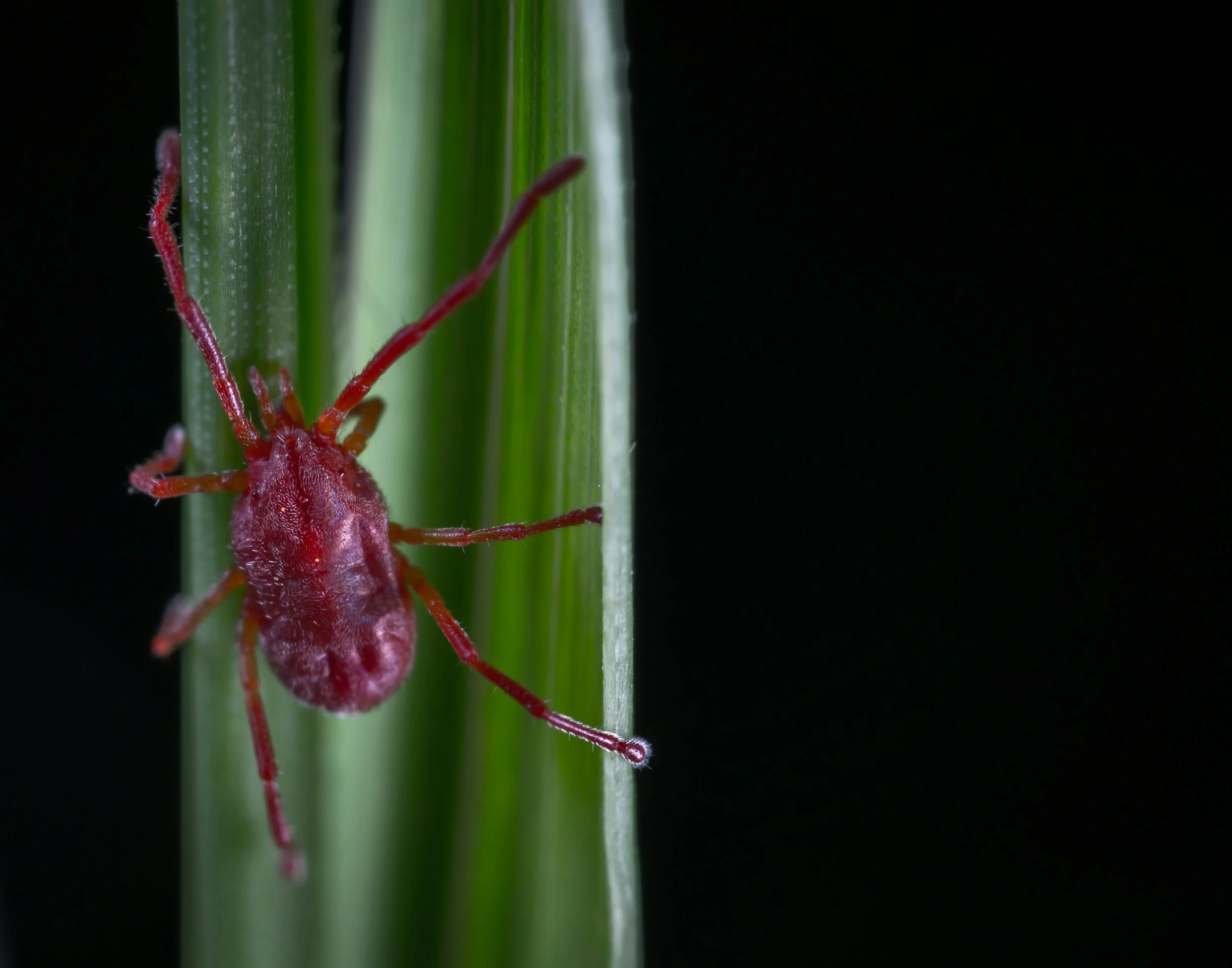Close-up of a red tick insect on a green plant stem against a black background.
