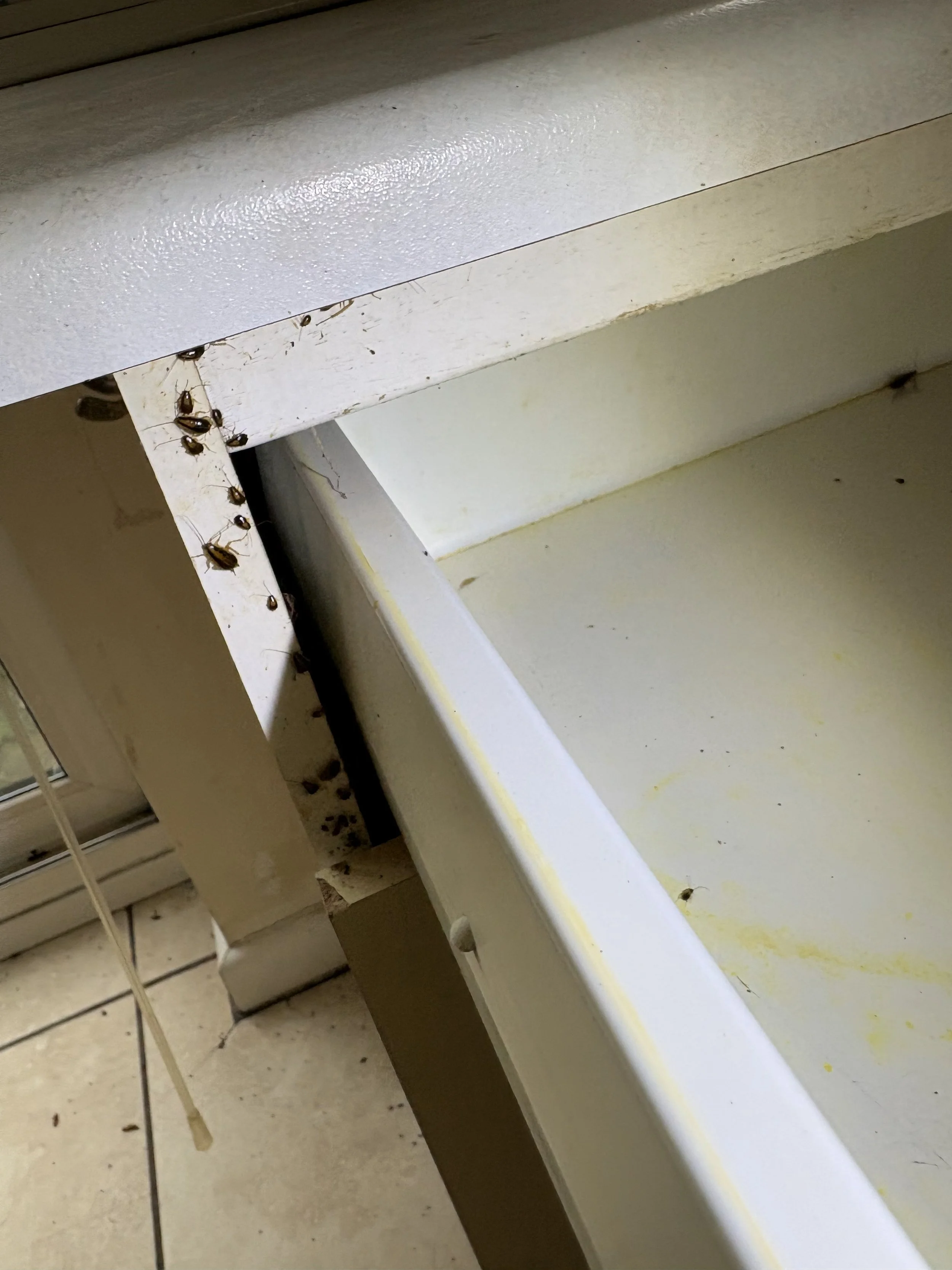 Kitchen cabinet drawer with several dead bugs and some cobwebs.