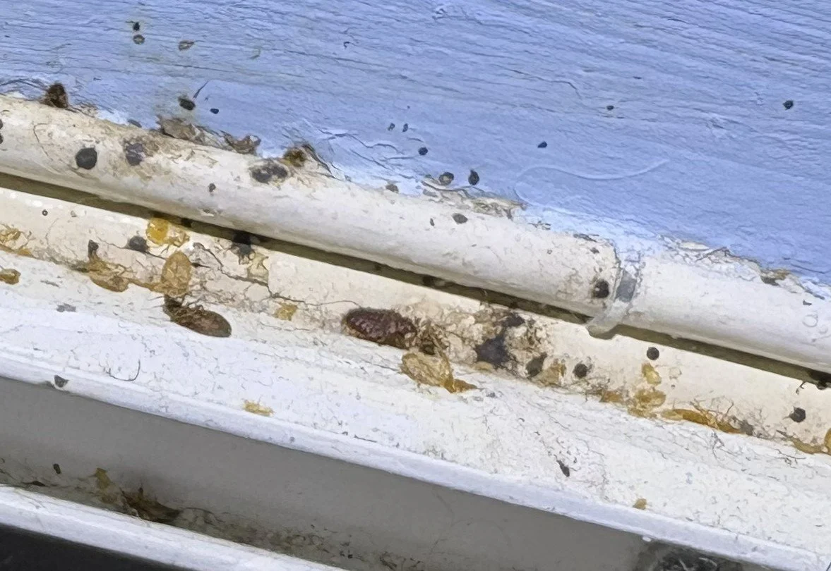 Close-up of a skirting board with bed bug faeces.