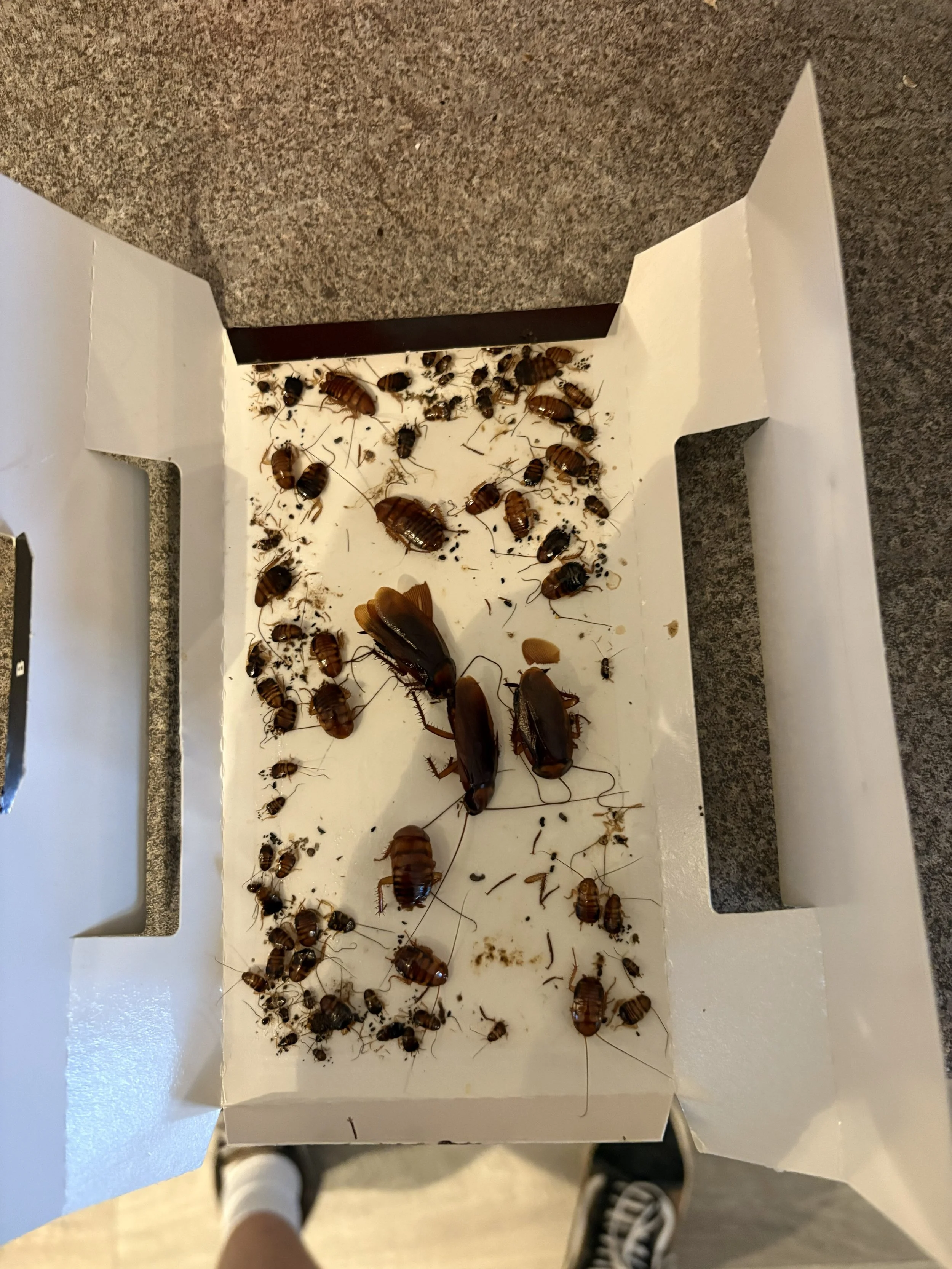 Collection of various cockroaches and dead insects on a white tray
