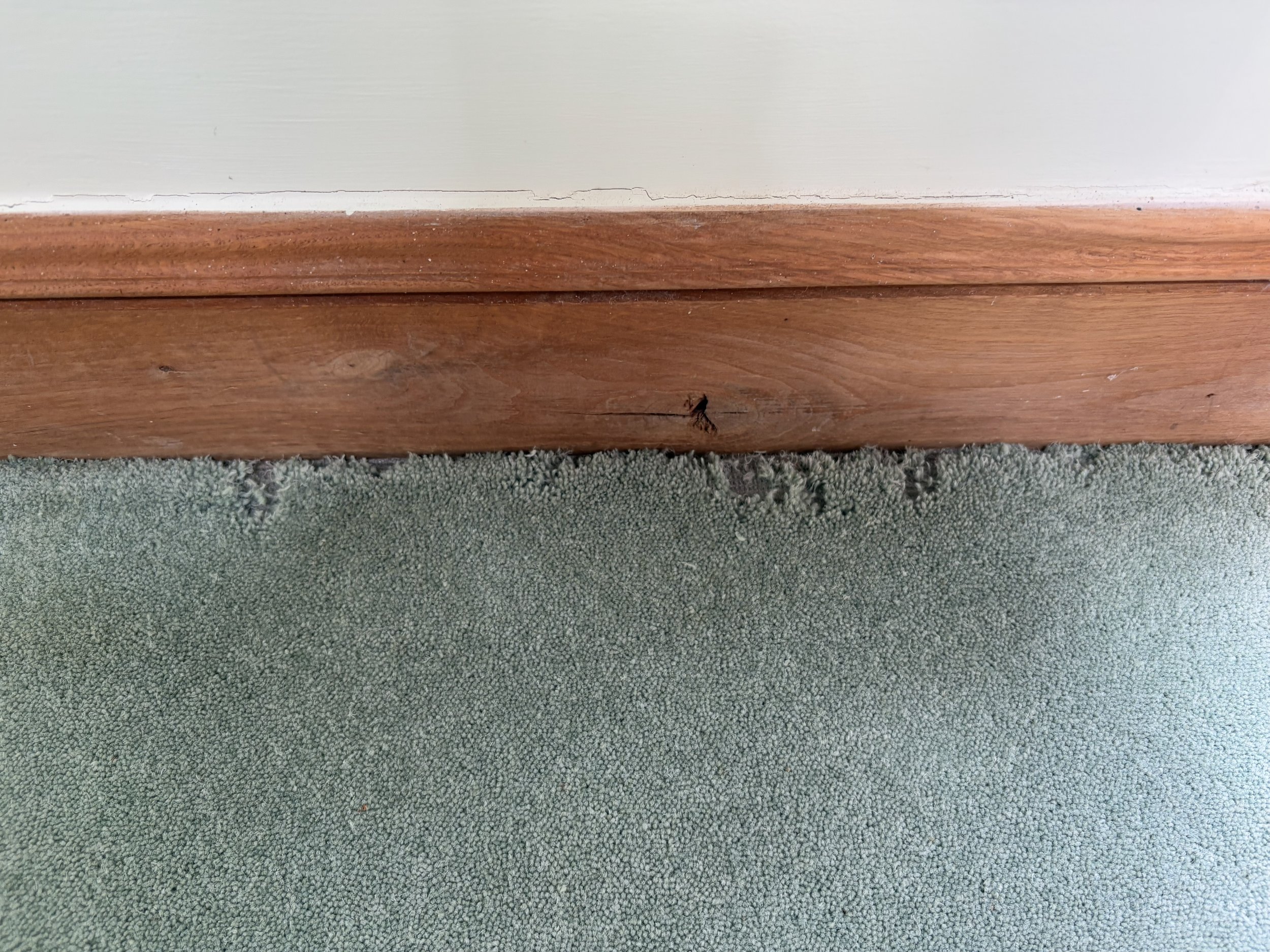 Close-up of a worn green carpet meeting a wooden baseboard with minor damage and a small piece of debris.